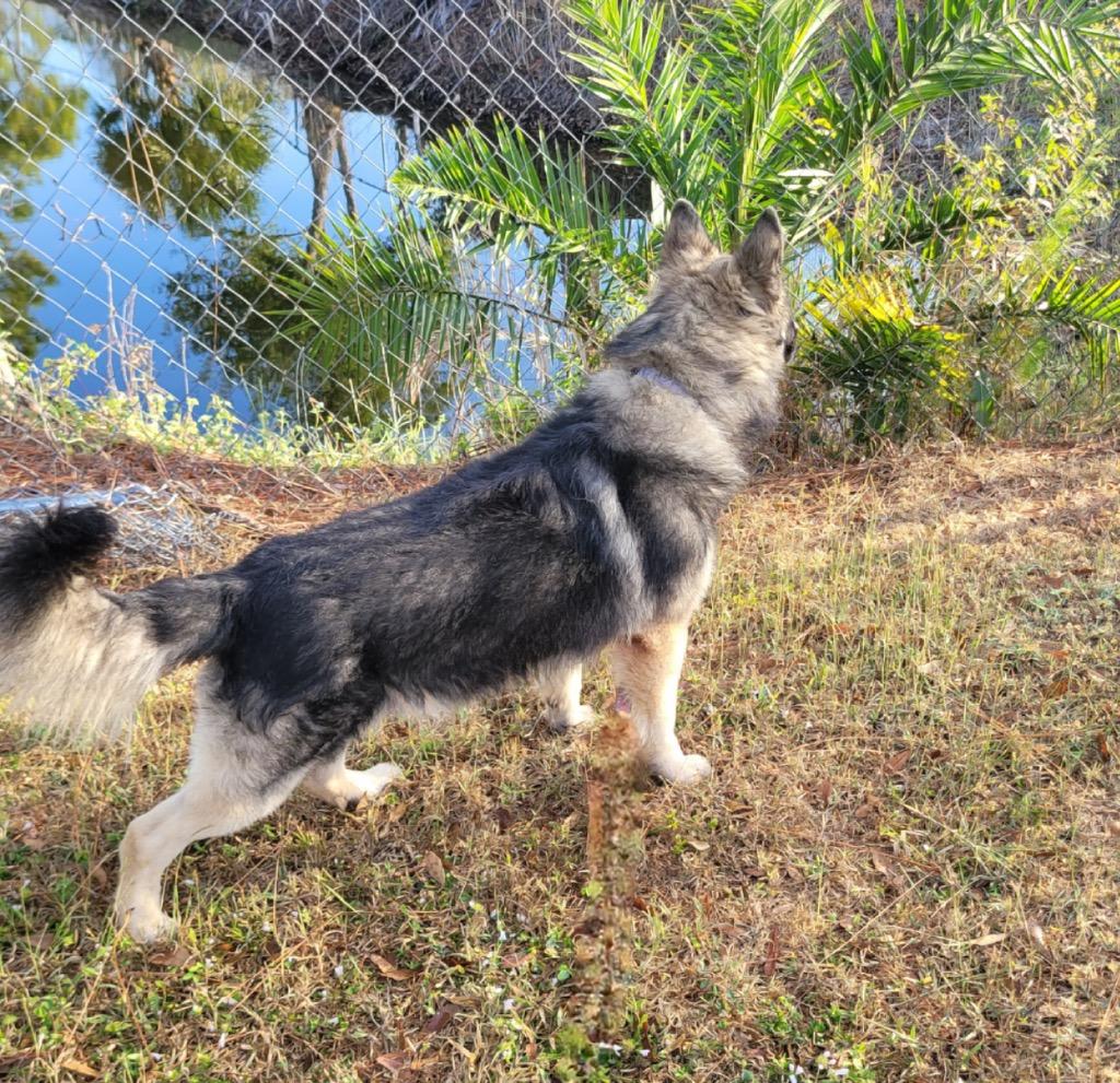 Enlarge Sonny-Gorgeous Young Boy!, a Adopted Belgian Shepherd / Tervuren in Fort Myers, FL image 3/4