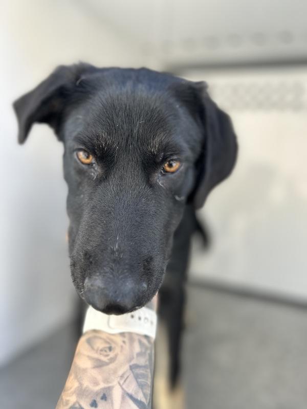 Rider, Adoptable, Young Male German Shepherd Dog.