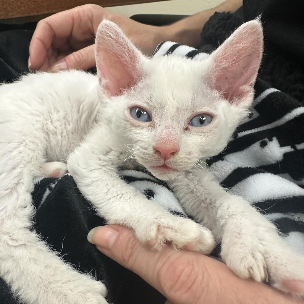 Vanilla Bean F-21689, Adoptable, Kitten Male Extra-Toes Cat / Hemingway Polydactyl & Selkirk Rex.