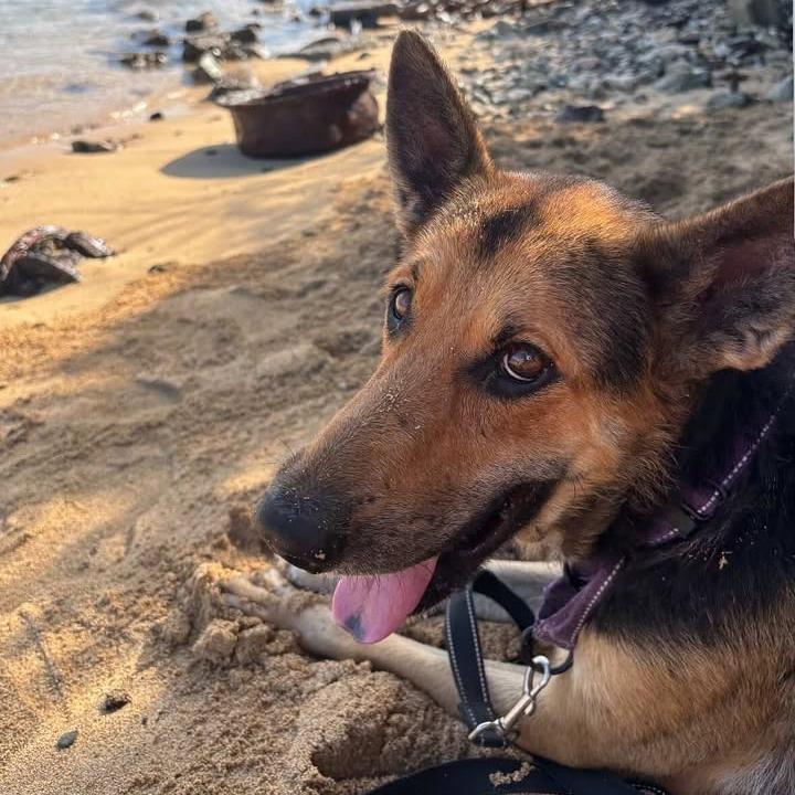 Max (Jorgito), Adoptable, Young Male German Shepherd Dog.