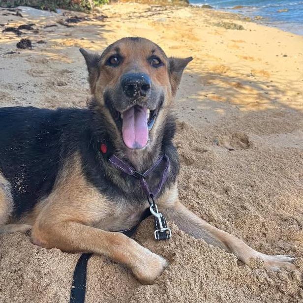 Max (Jorgito), a Adoptable German Shepherd Dog in Vieques, PR image 2/4