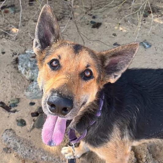 Max (Jorgito), a Adoptable German Shepherd Dog in Vieques, PR image 3/4