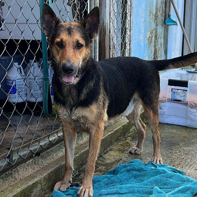 Max (Jorgito), a Adoptable German Shepherd Dog in Vieques, PR image 4/4