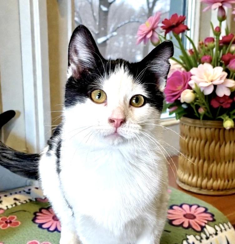 Rover, ADOPTABLE, Young Male Domestic Short Hair.