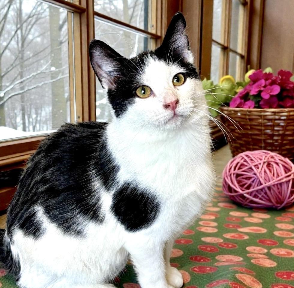 Enlarge Rover, a ADOPTABLE Domestic Short Hair in Perry, IA image 6/6