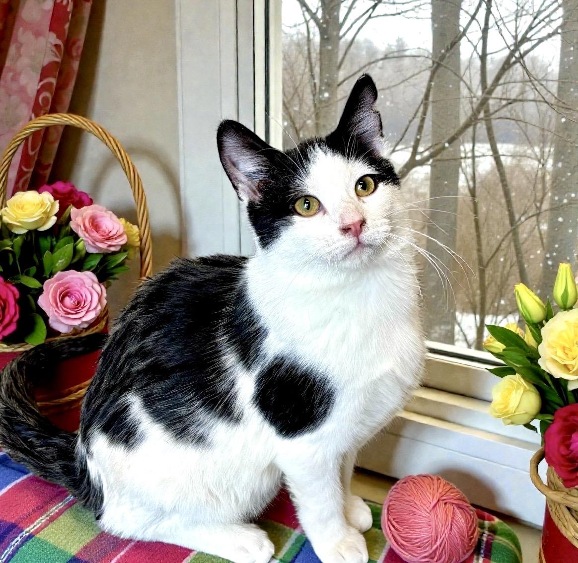 Enlarge Rover, a ADOPTABLE Domestic Short Hair in Perry, IA image 3/6