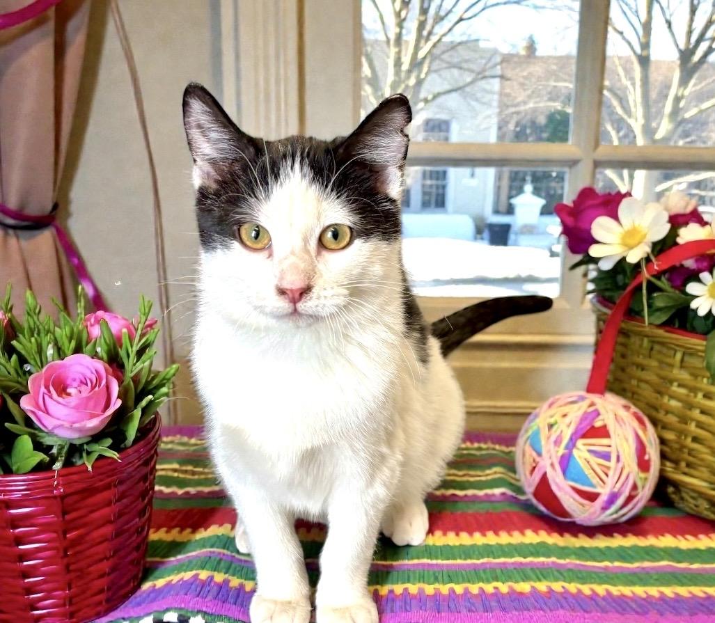 Enlarge Rover, a ADOPTABLE Domestic Short Hair in Perry, IA image 5/6