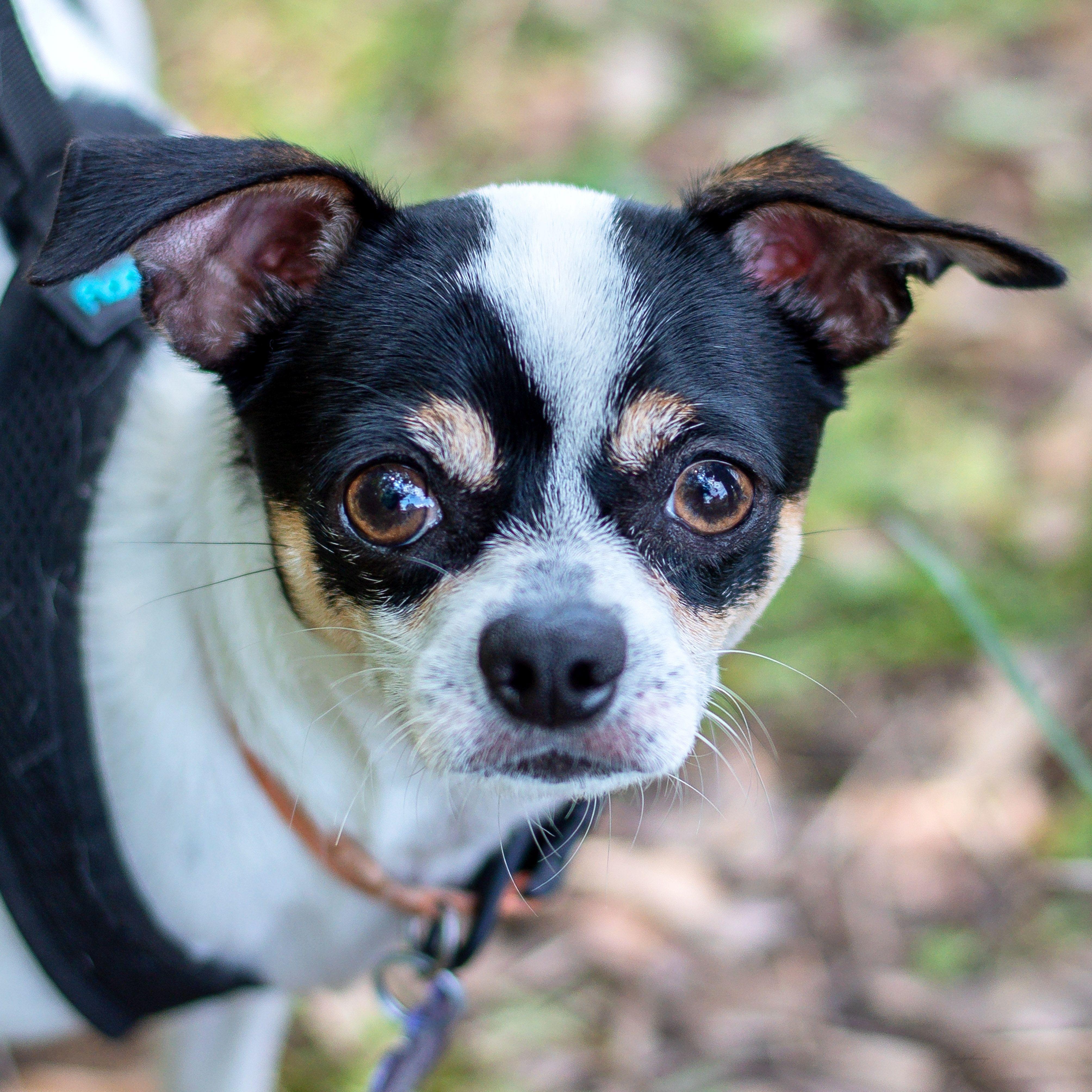 Pierre, Adoptable, Young Male Chihuahua.