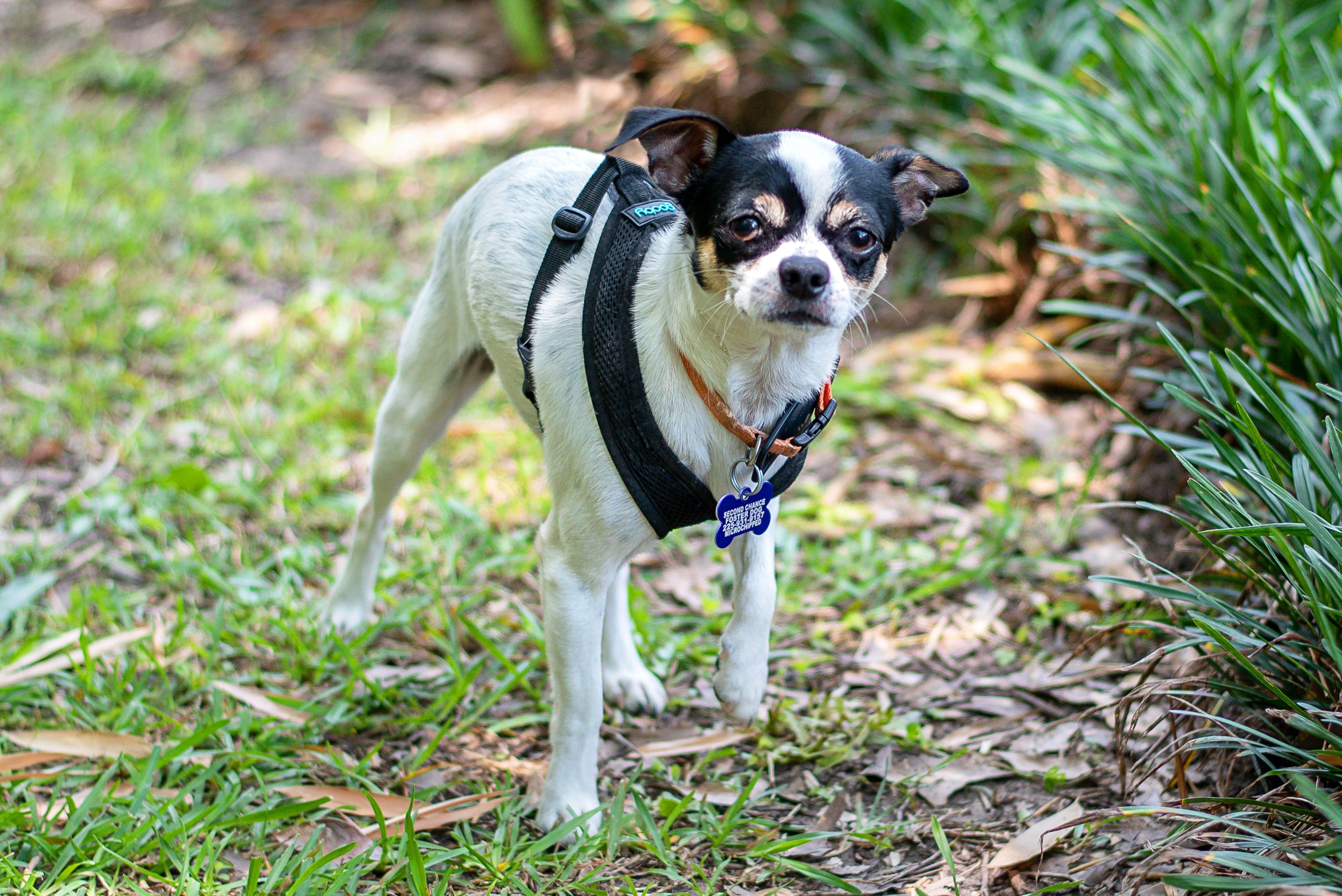 Enlarge Pierre, a Adoptable mixed breed in Baton Rouge, LA image 2/2