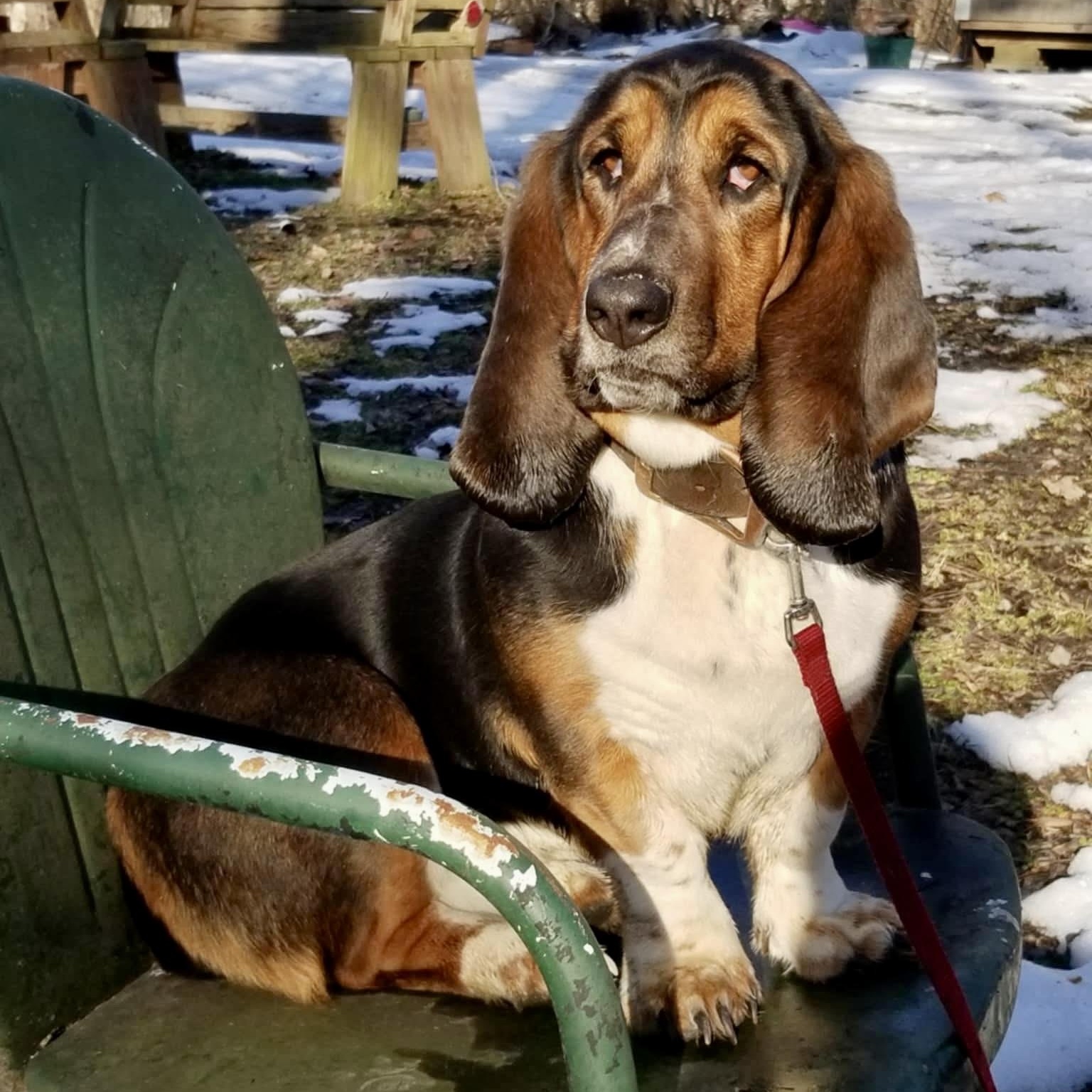 Flash, an adopted Basset Hound in Murphysboro, IL image 4/6