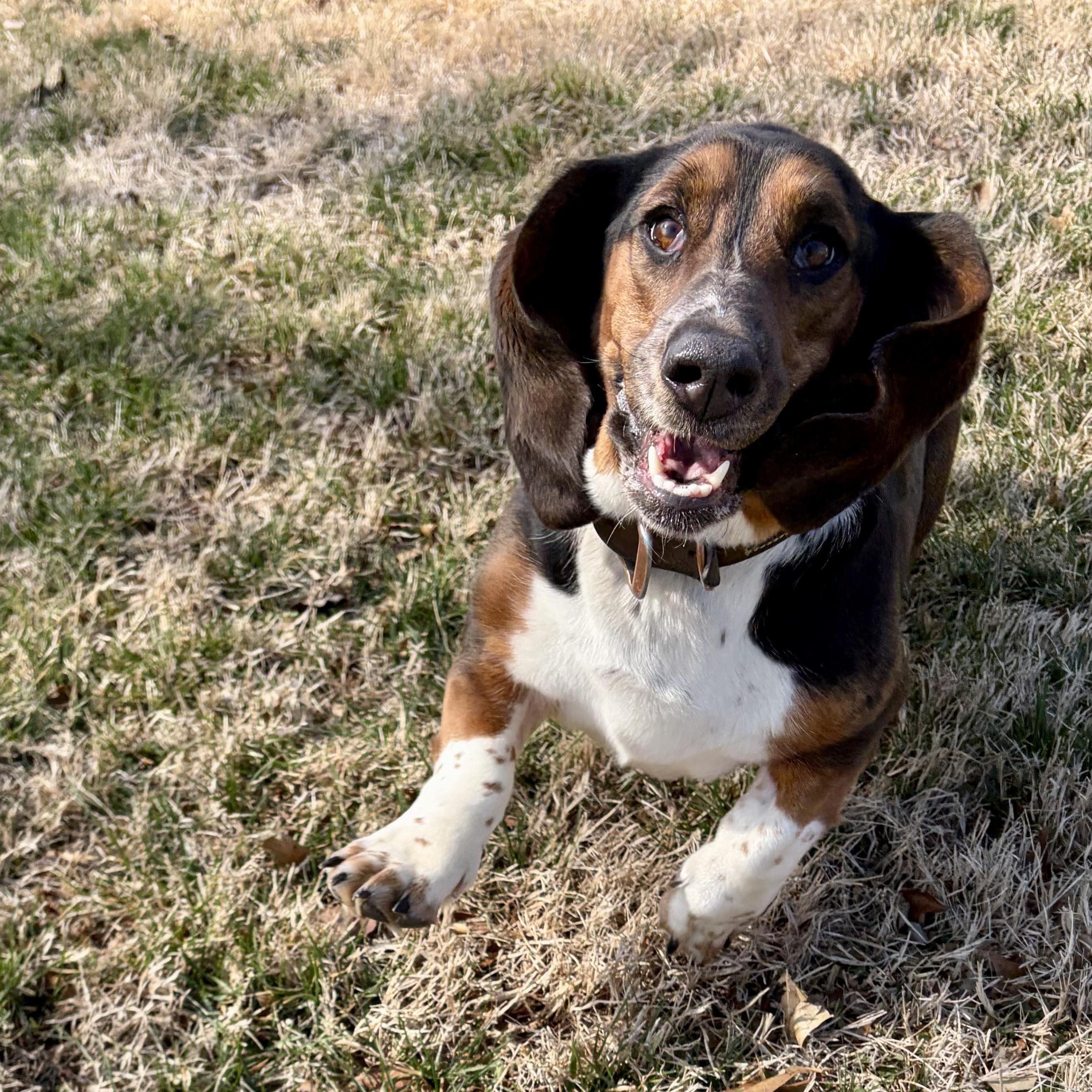 Flash, an adopted Basset Hound in Murphysboro, IL image 2/6