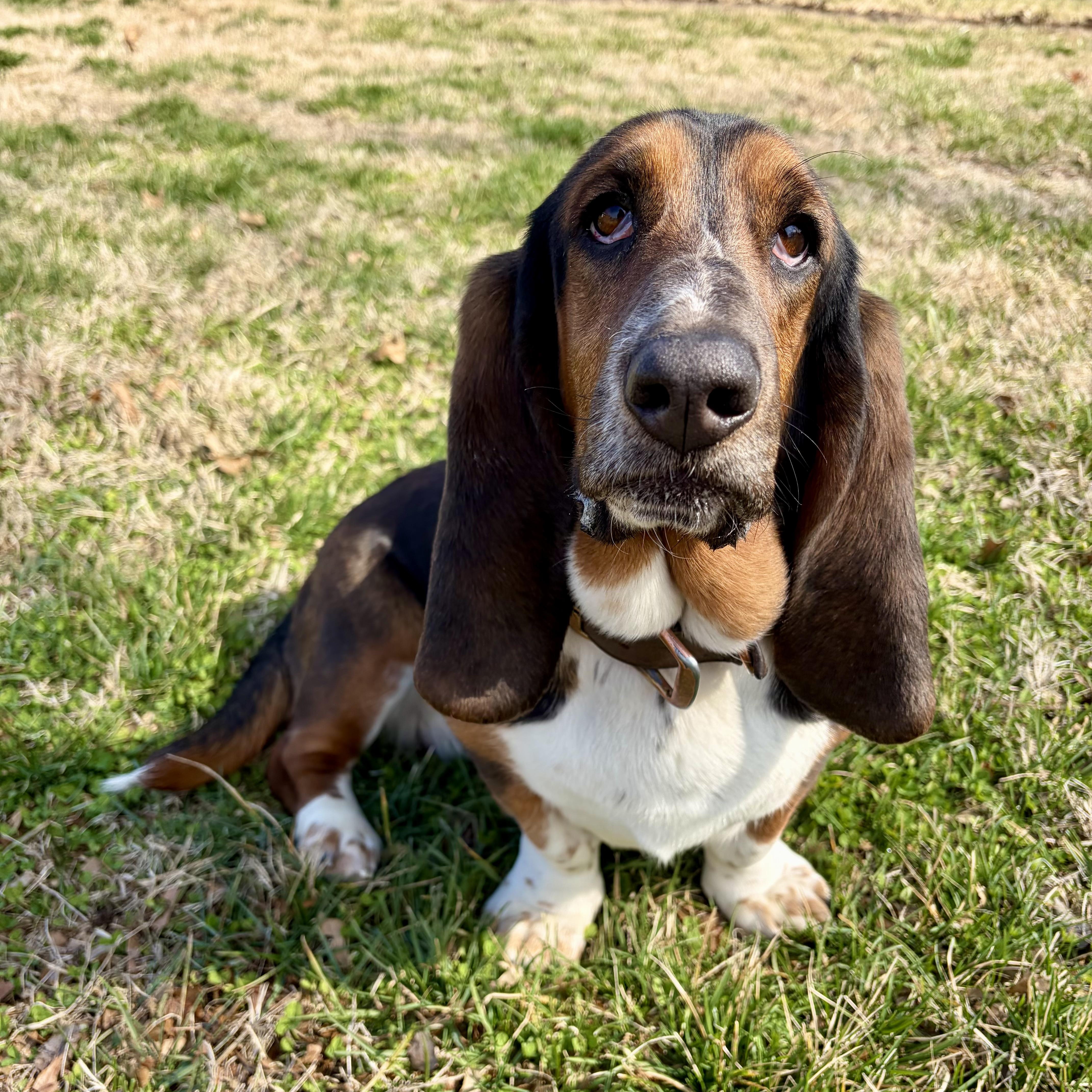 Flash, adopted, Young Female Basset Hound.