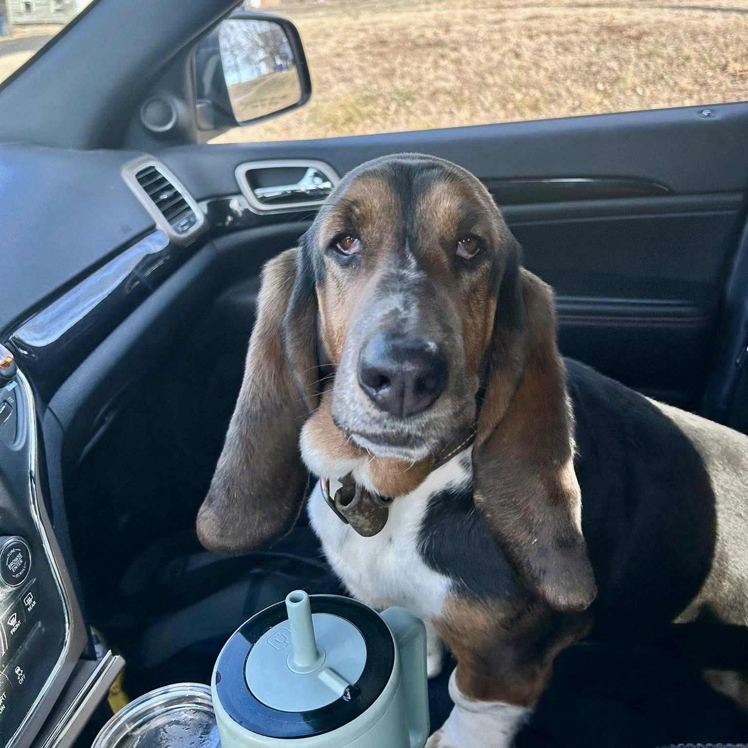 Flash, an adopted Basset Hound in Murphysboro, IL image 5/6