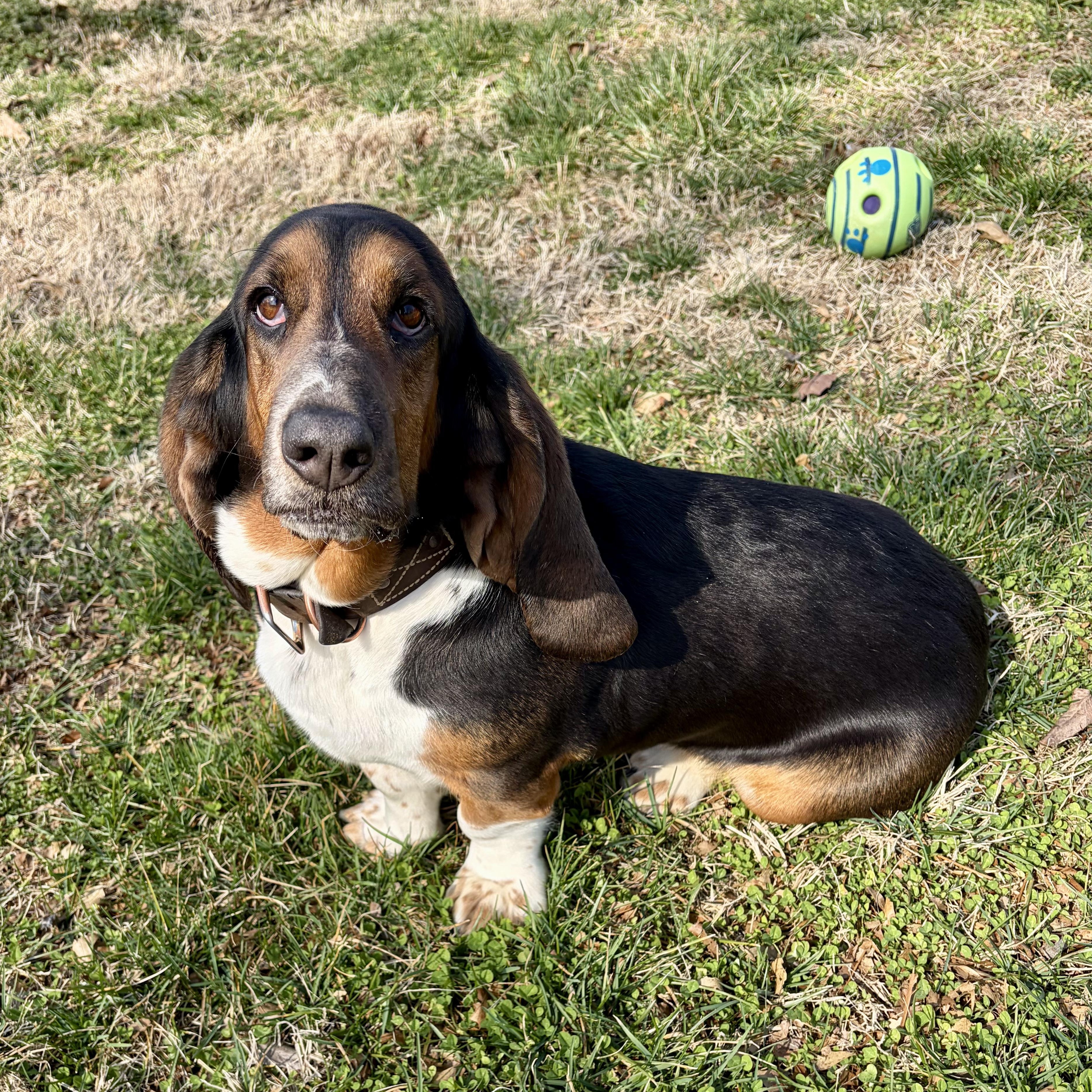 Flash, an adopted Basset Hound in Murphysboro, IL image 6/6