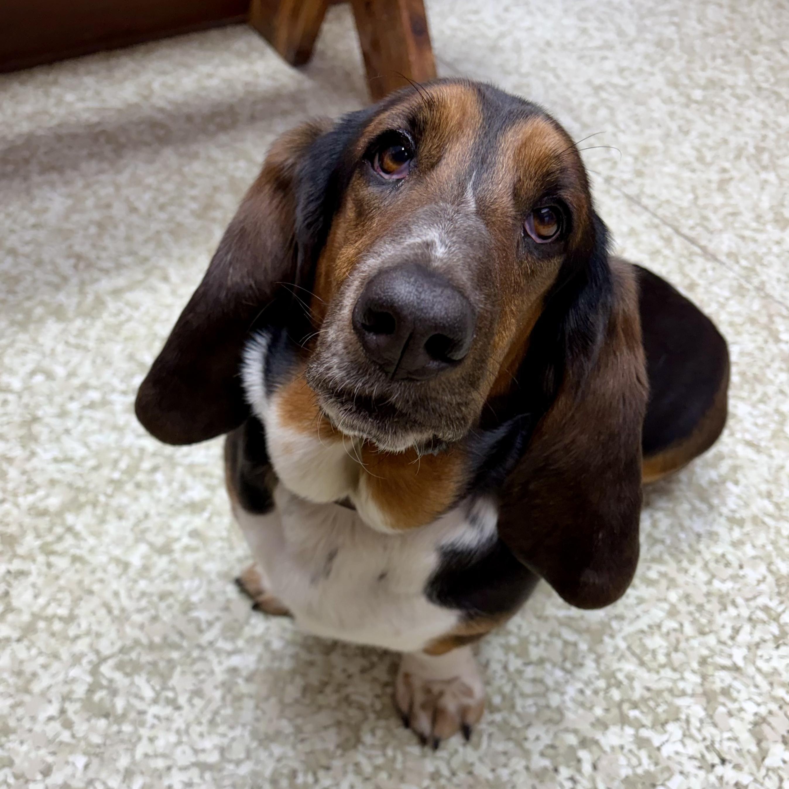 Flash, an adopted Basset Hound in Murphysboro, IL image 3/6