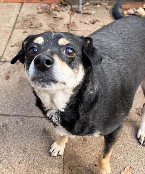 Enlarge BEAR, a Adoptable Miniature Pinscher in Vacaville, CA image 2/7