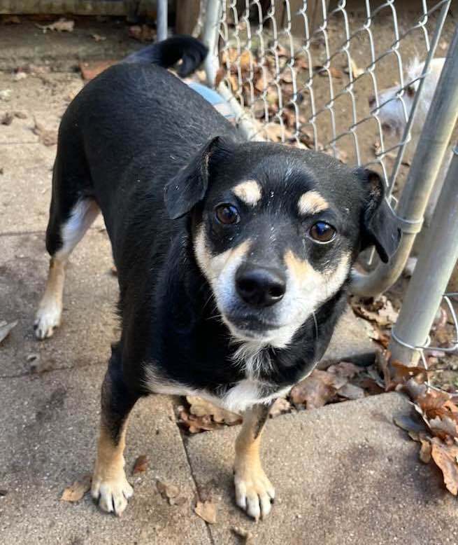 Enlarge BEAR, a Adoptable Miniature Pinscher in Vacaville, CA image 3/7