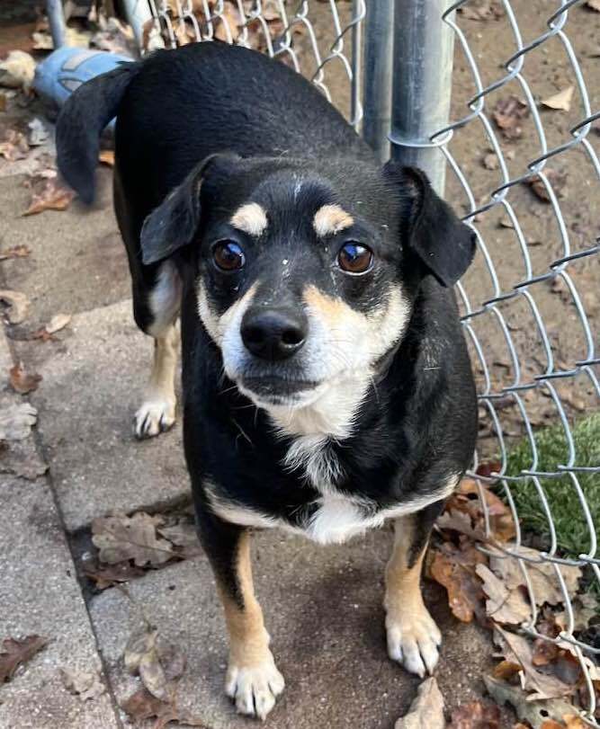 Enlarge BEAR, a Adoptable Miniature Pinscher in Vacaville, CA image 4/7