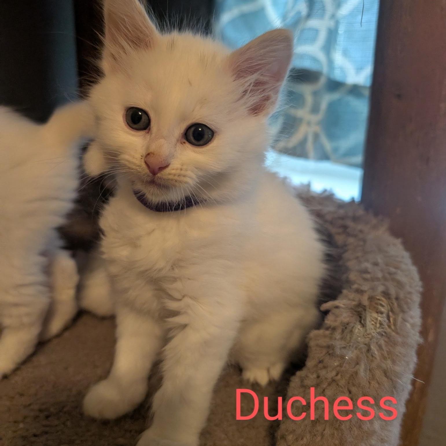 Dutchess