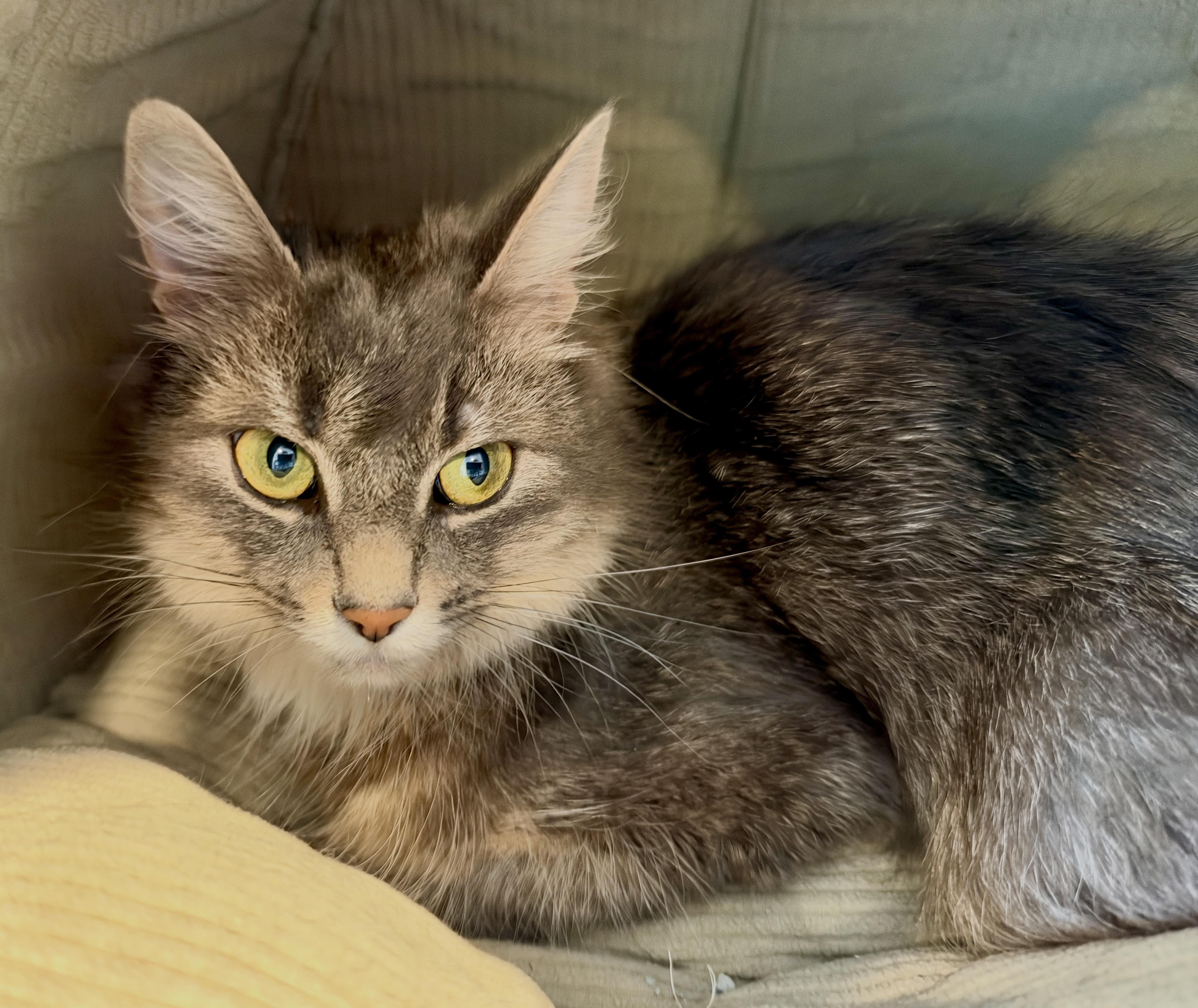 Enlarge Dorothy, a Adopted British Longhair in Hull, MA image 2/3