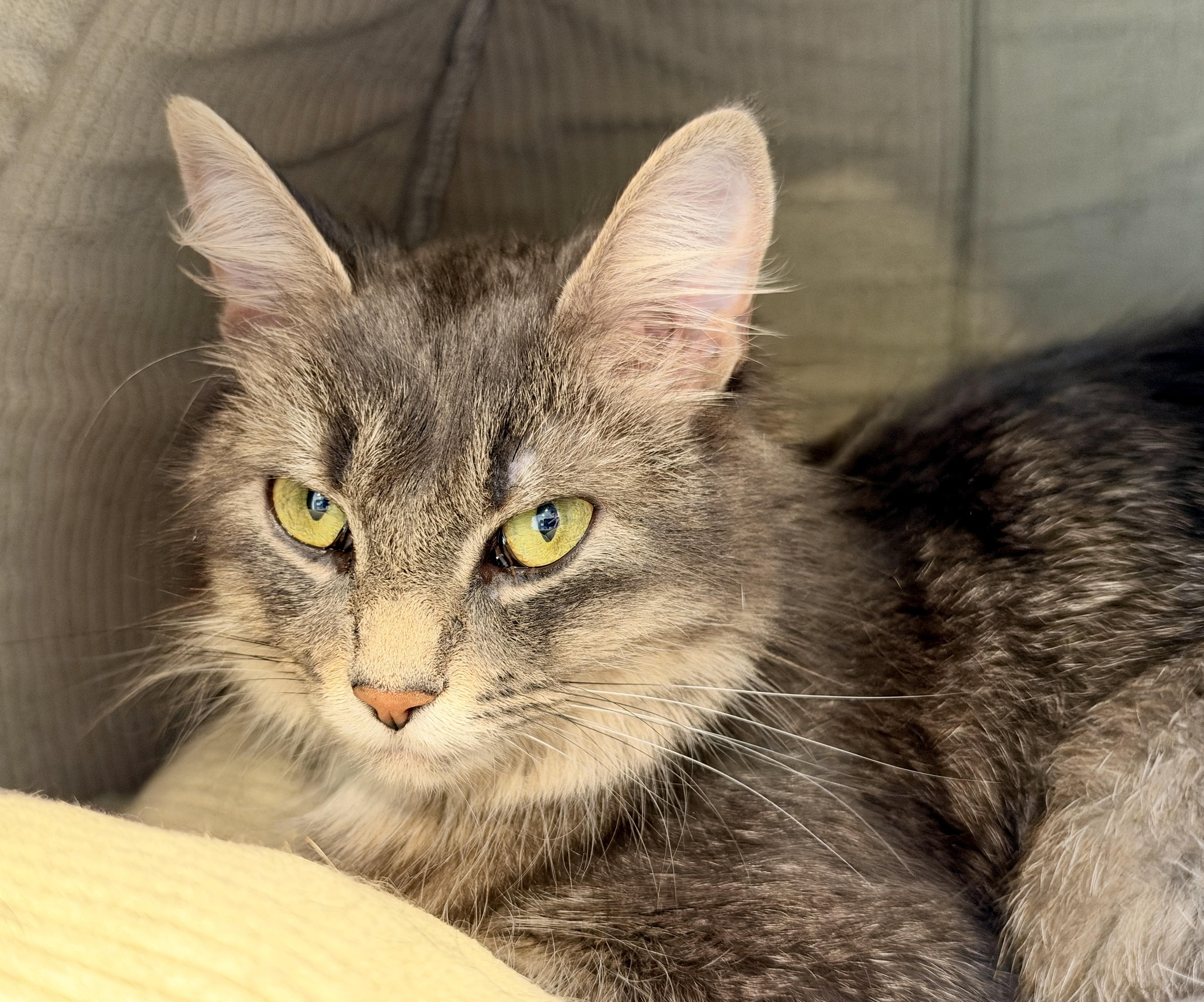 Dorothy, Adopted, Young Female British Longhair.