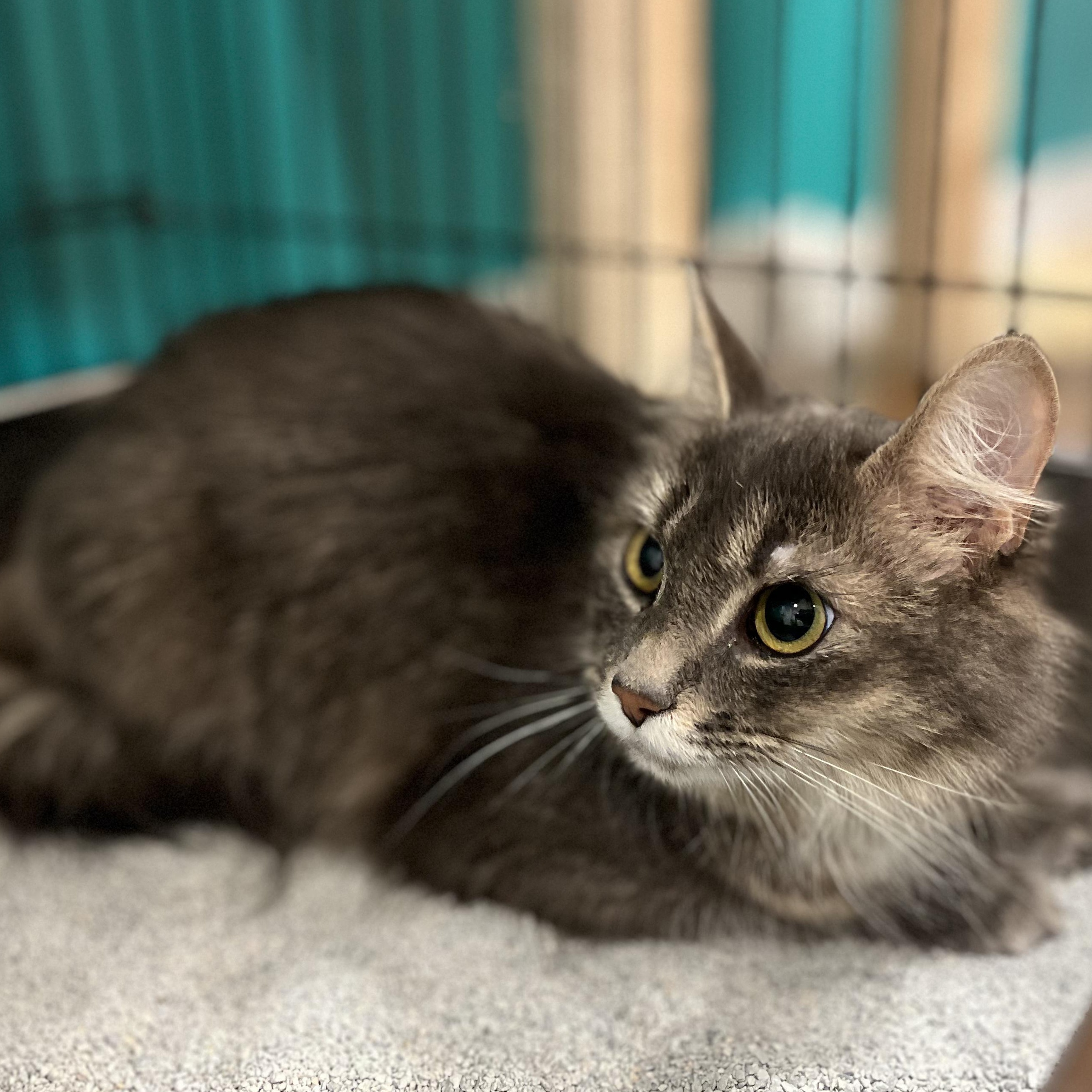 Enlarge Dorothy, a Adopted British Longhair in Hull, MA image 3/3