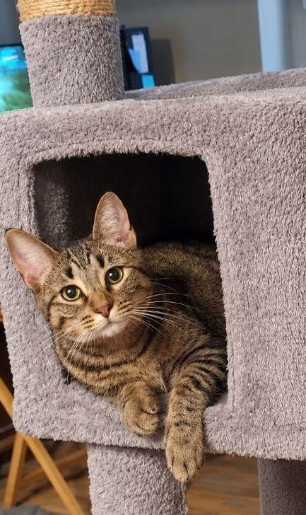 Miney, Adoptable, Young Female Domestic Short Hair.