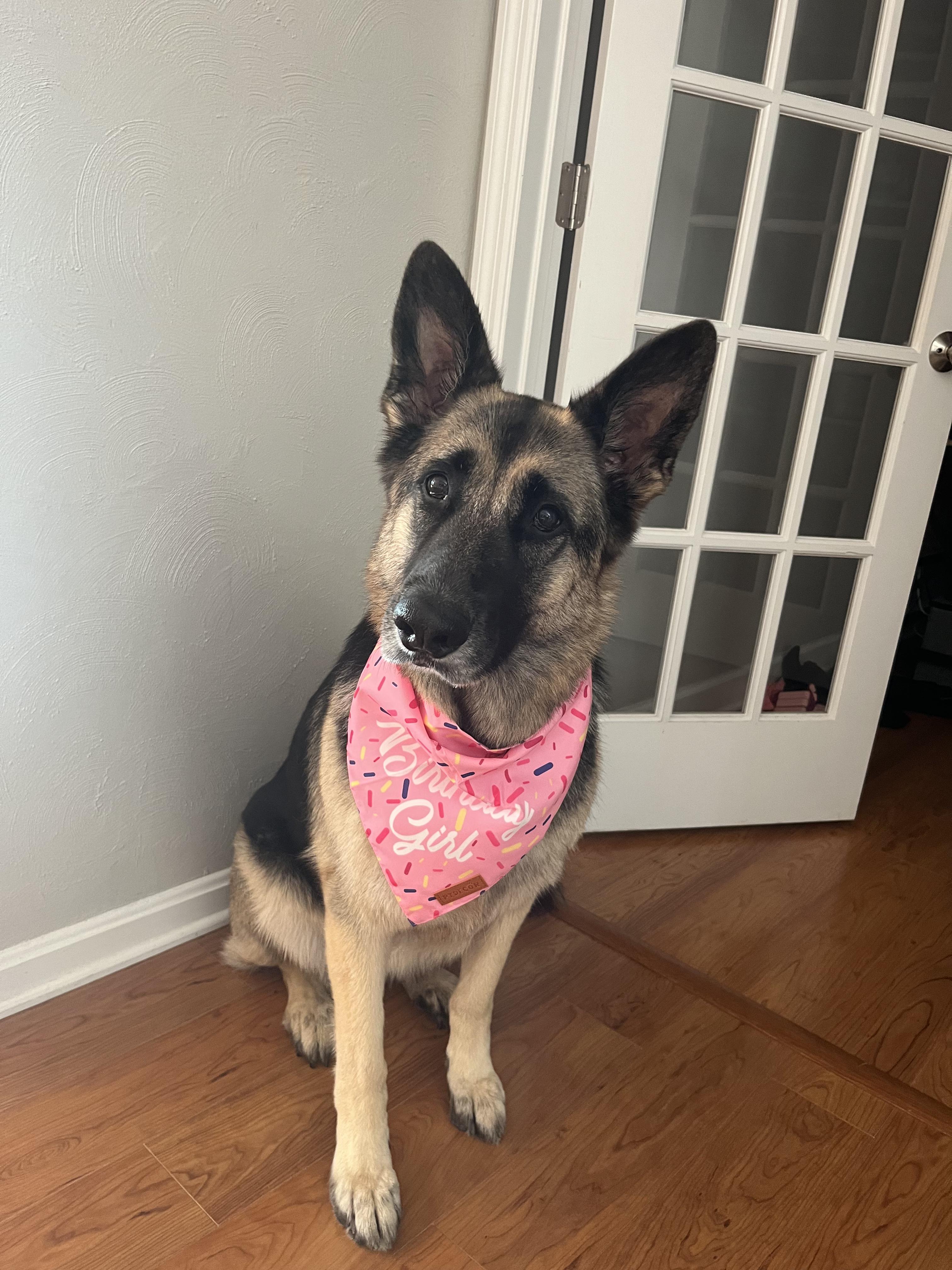 Sweetie, ADOPTABLE, Adult Female German Shepherd Dog.