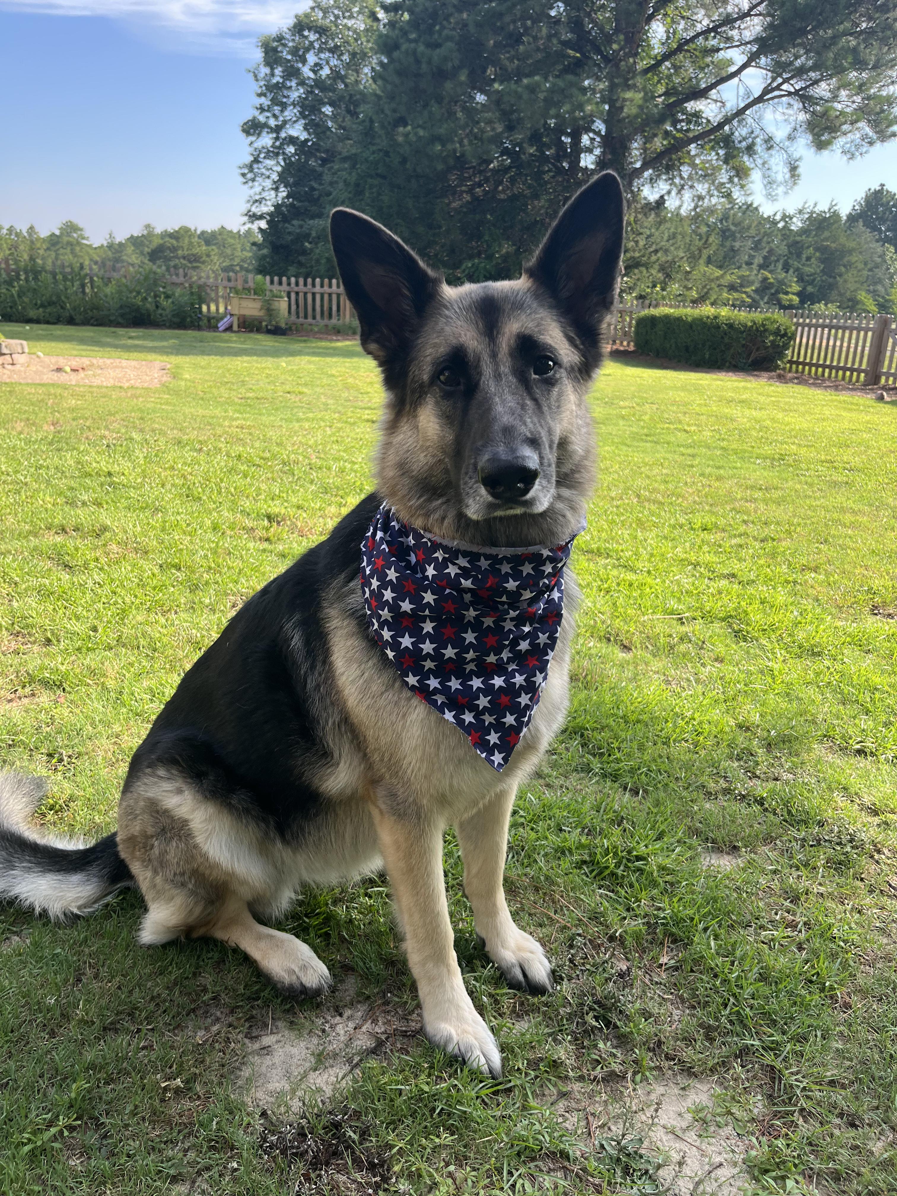 Enlarge Sweetie, a ADOPTABLE German Shepherd Dog in Austin, TX image 3/4