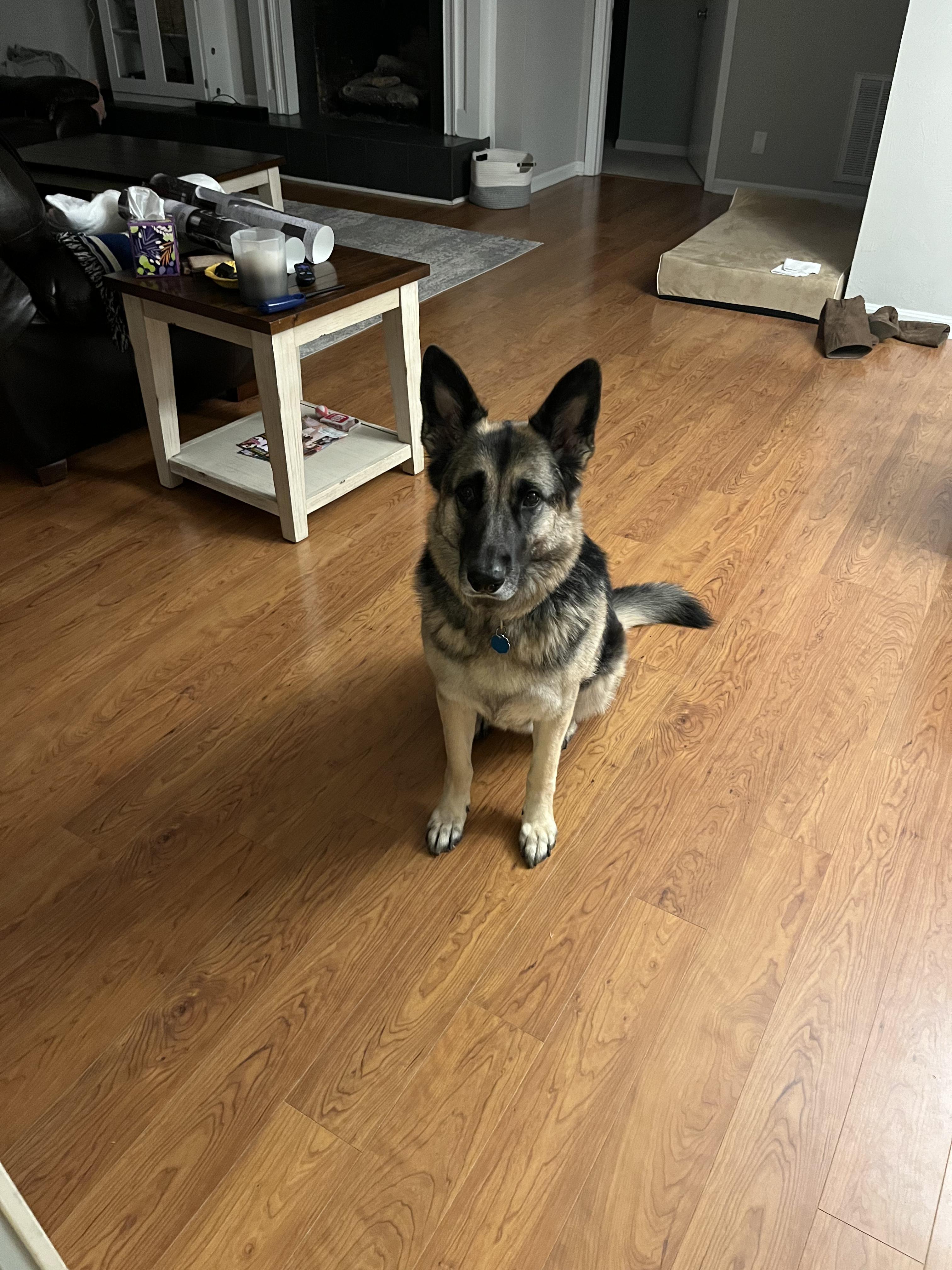 Enlarge Sweetie, a ADOPTABLE German Shepherd Dog in Austin, TX image 4/4