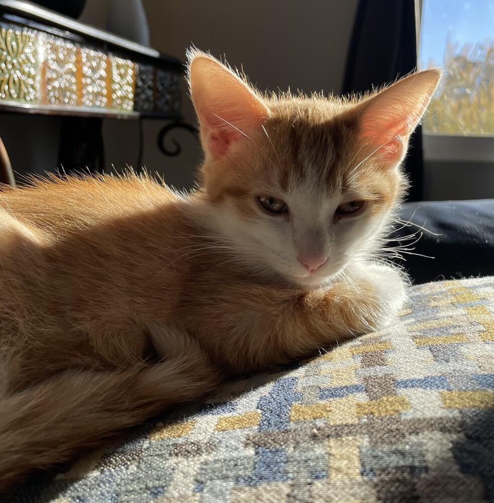 Mica, Adopted, Kitten Male Domestic Short Hair.