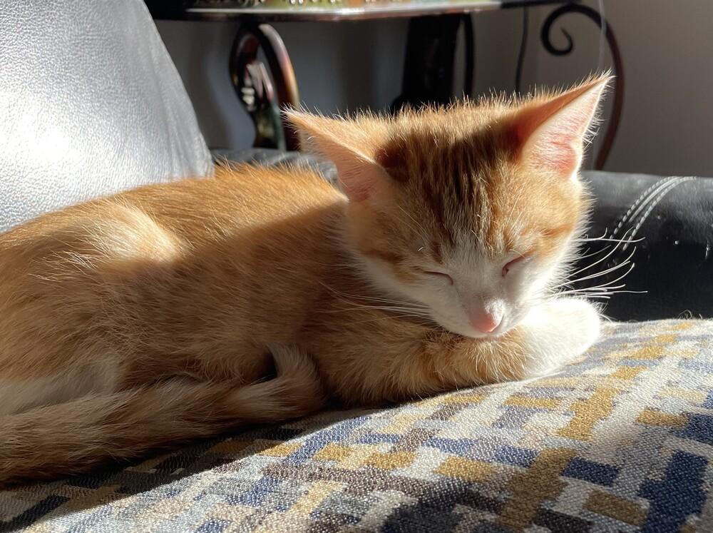 Enlarge Mica, a Adopted mixed breed in San Diego, CA image 2/6