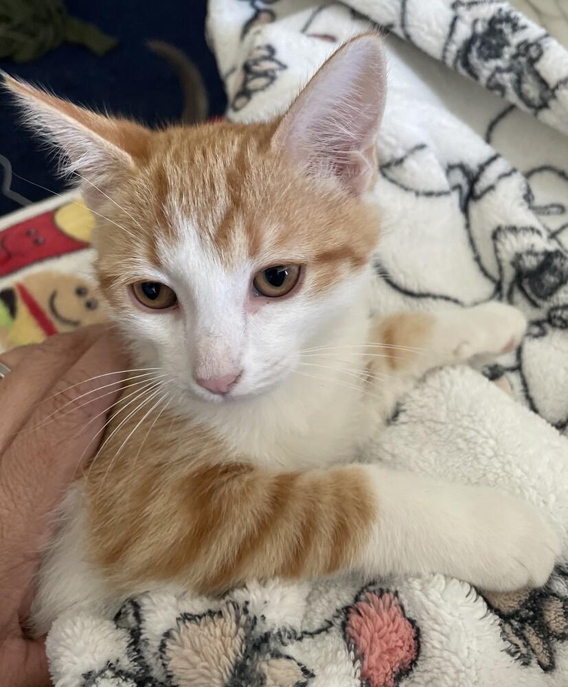 Enlarge Mica, a Adopted mixed breed in San Diego, CA image 3/6