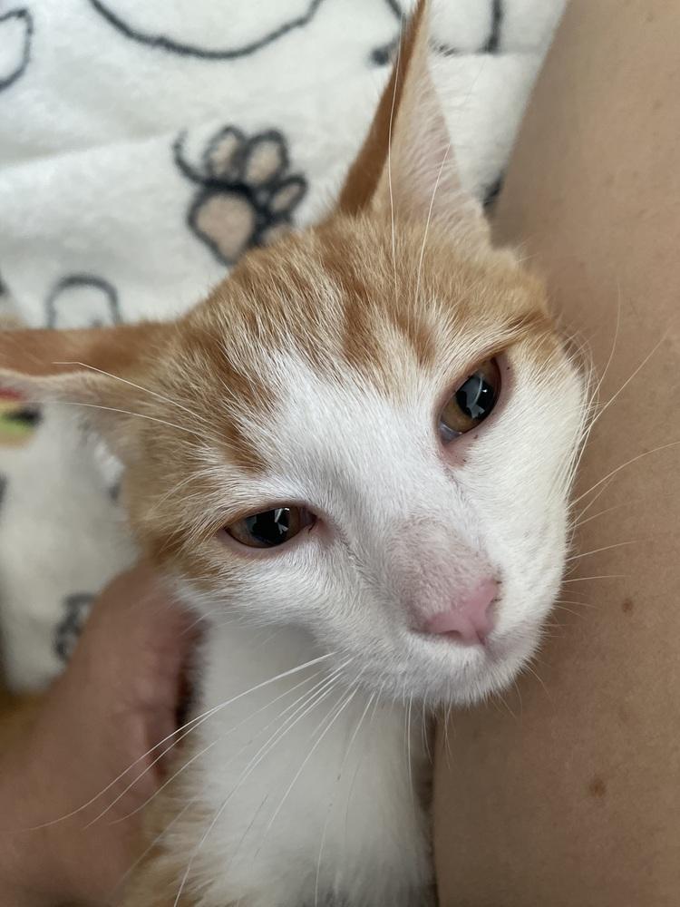 Enlarge Mica, a Adopted mixed breed in San Diego, CA image 4/6