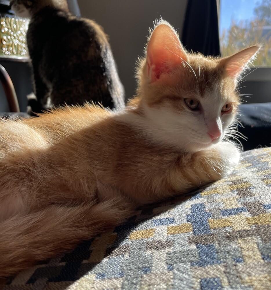 Enlarge Mica, a Adopted mixed breed in San Diego, CA image 5/6