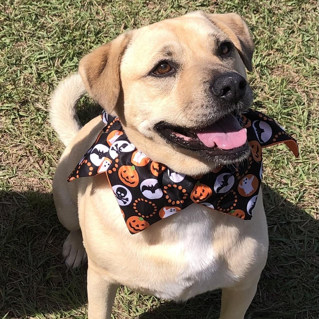 Zara, Adoptable, Adult Female Labrador Retriever.