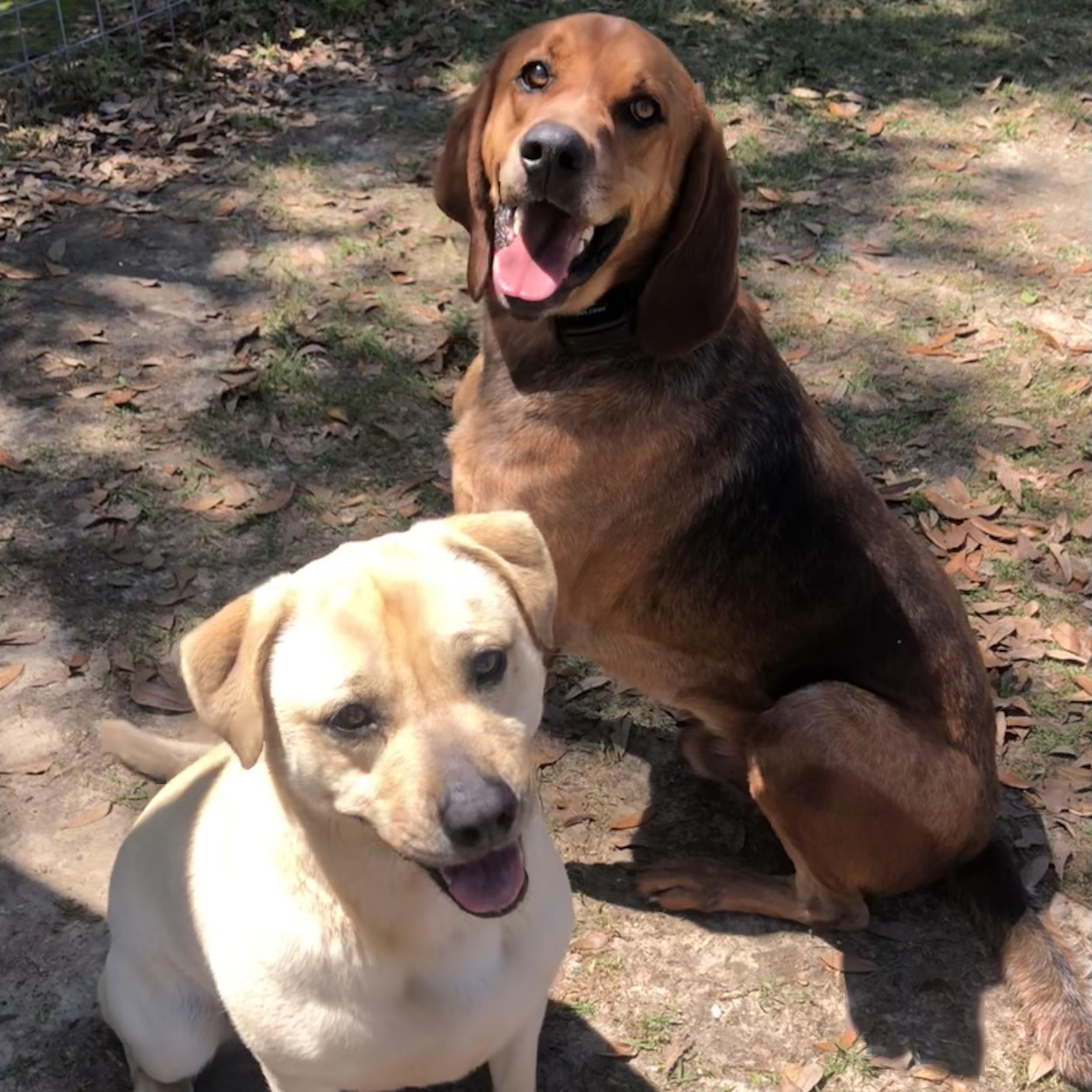 Enlarge Zara, a Adoptable mixed breed in Magnolia Springs, AL image 4/6