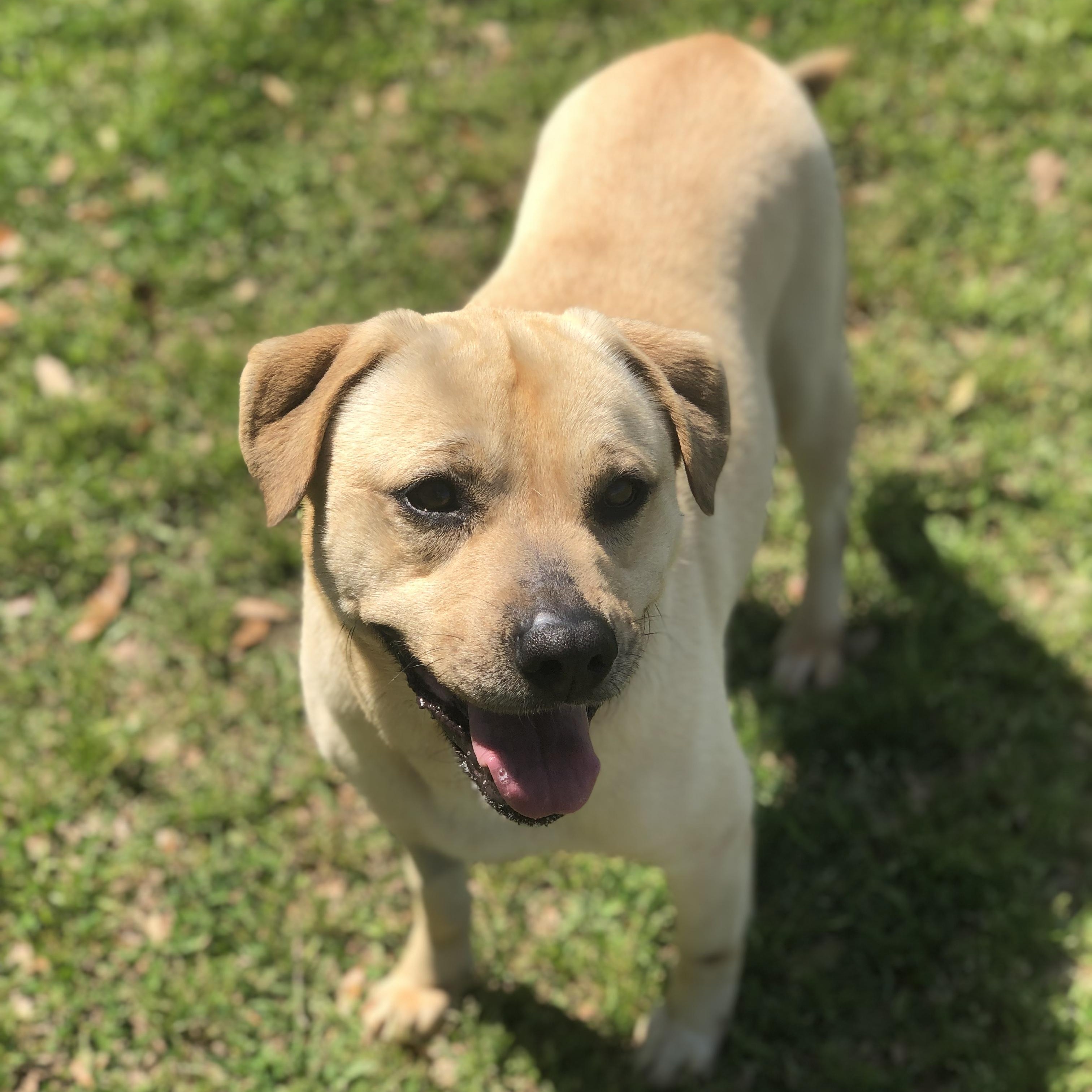 Enlarge Zara, a Adoptable mixed breed in Magnolia Springs, AL image 5/6