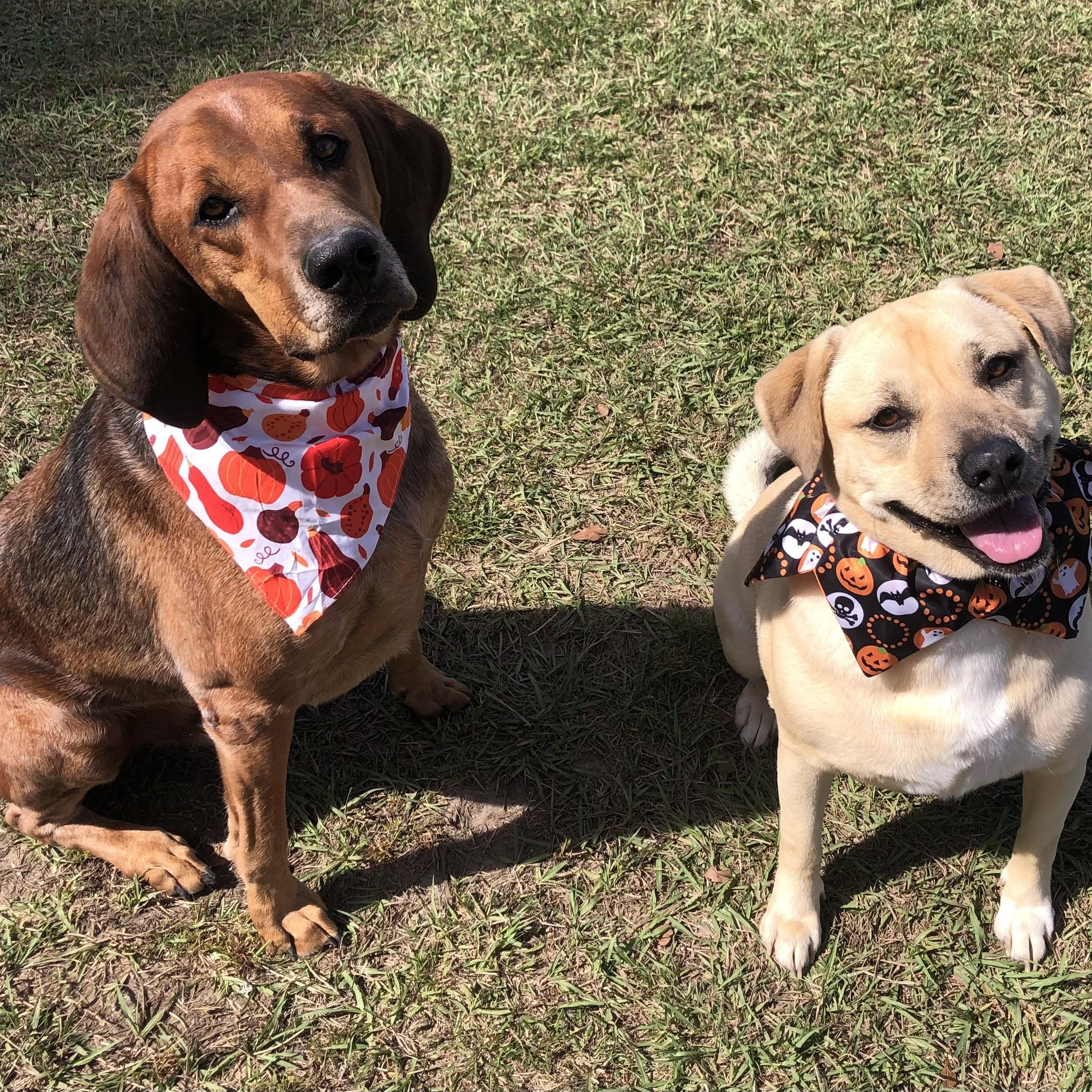 Enlarge Zara, a Adoptable mixed breed in Magnolia Springs, AL image 6/6