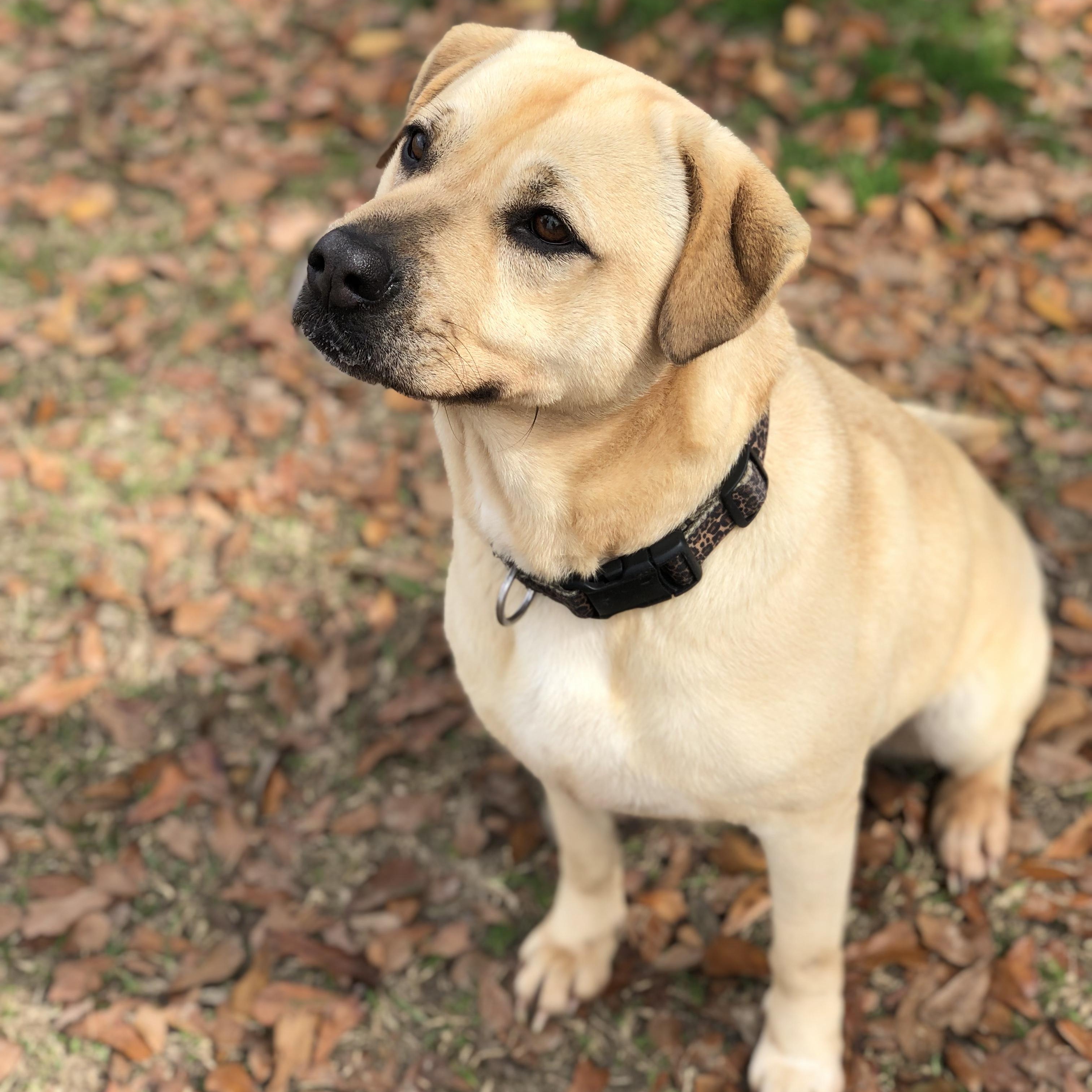 Enlarge Zara, a Adoptable mixed breed in Magnolia Springs, AL image 3/6