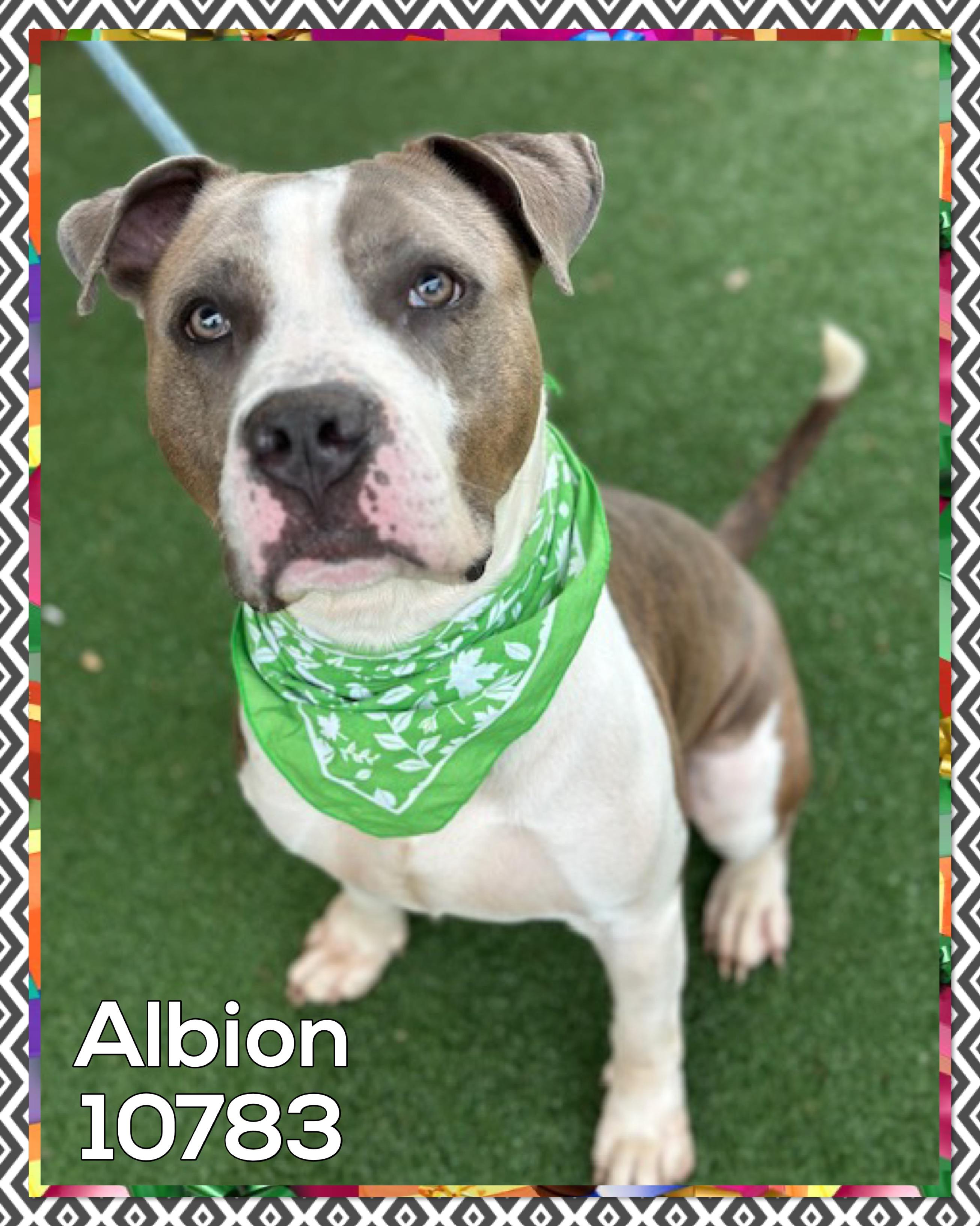 ALBION