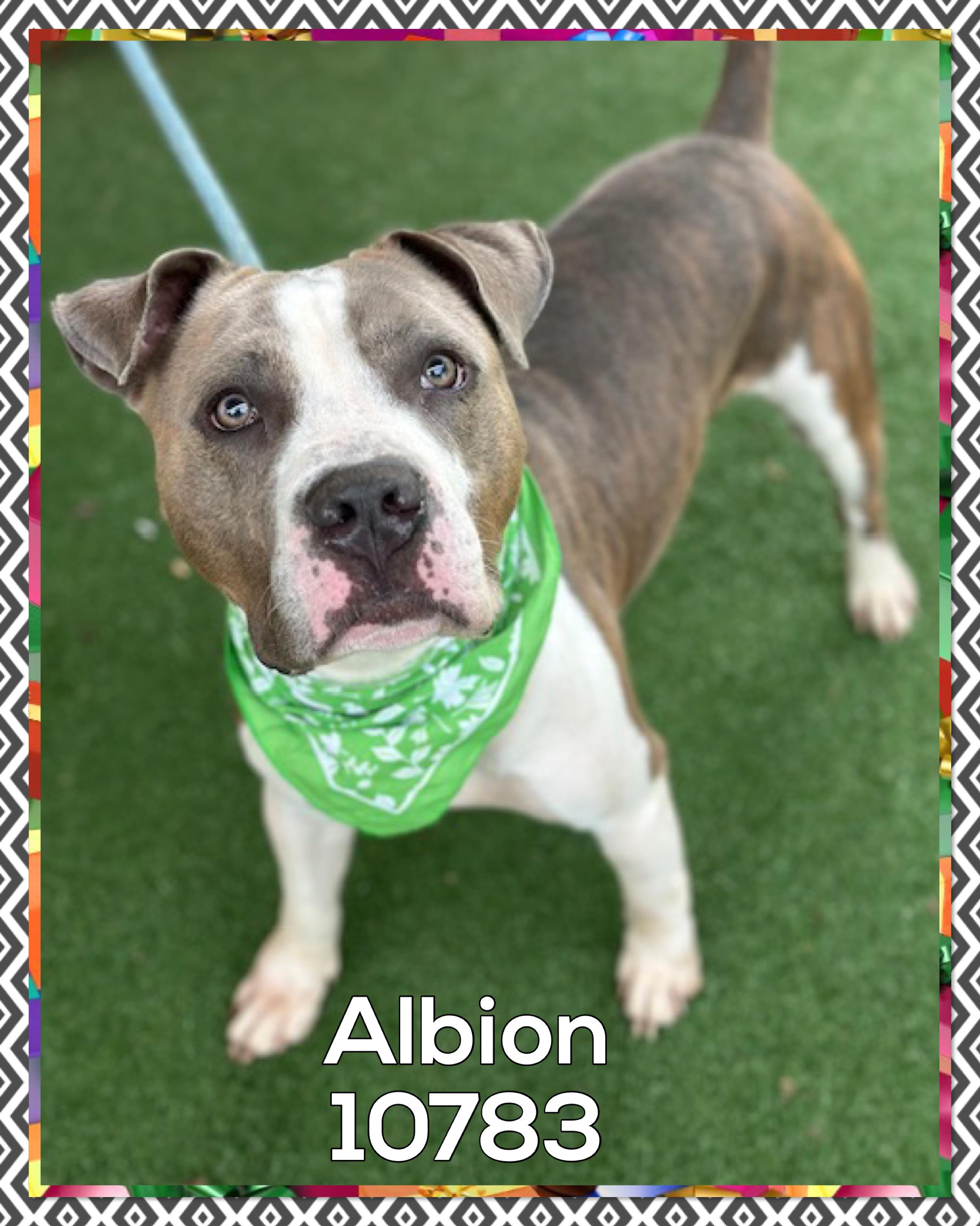 ALBION