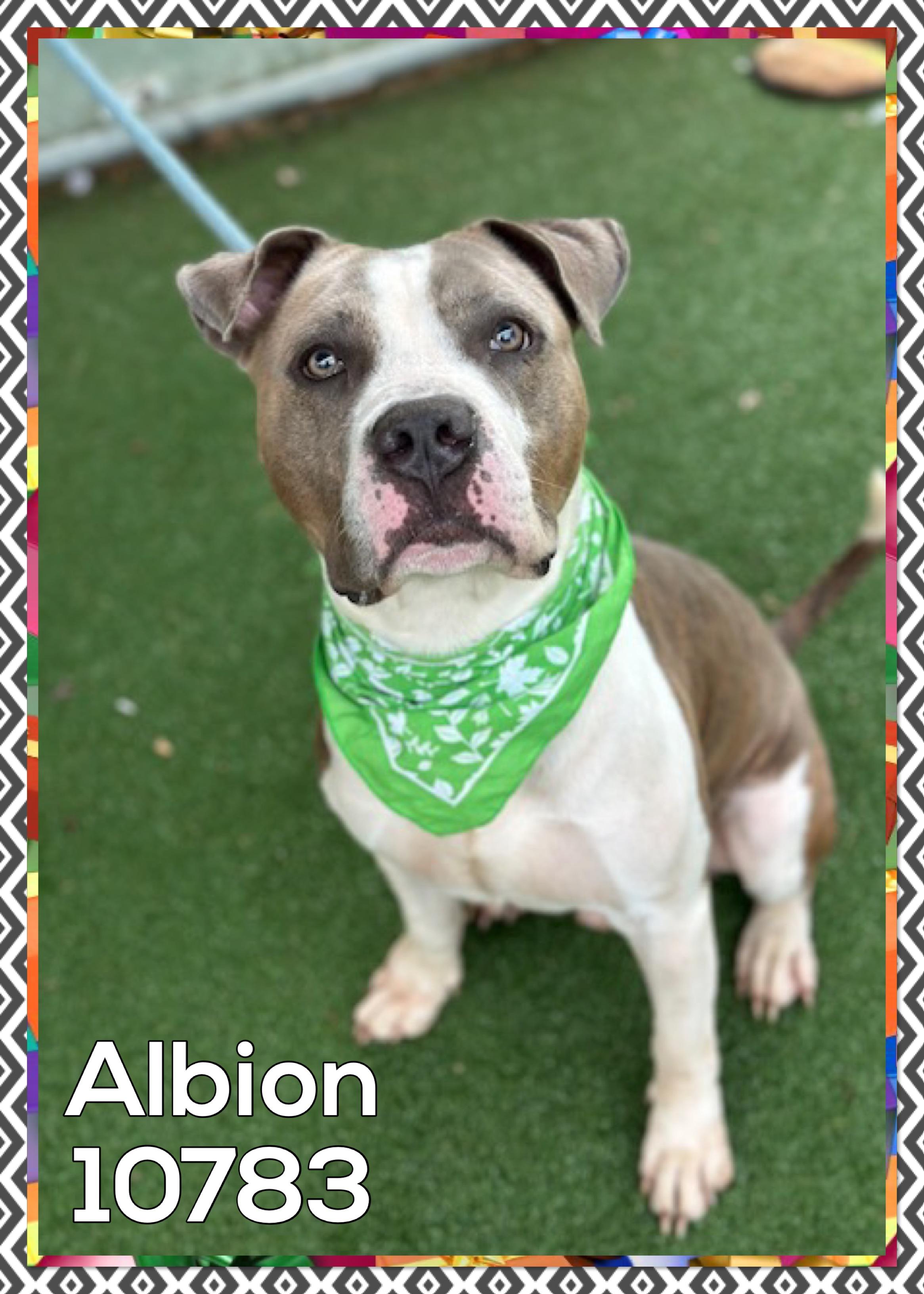 ALBION