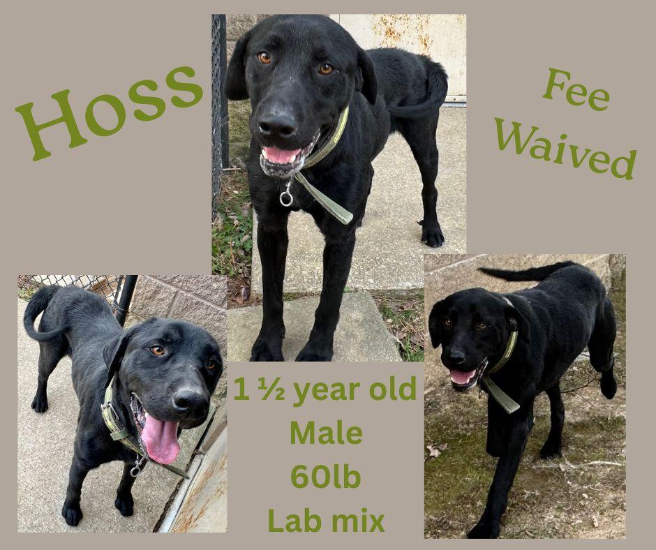 Enlarge Hoss, a ADOPTABLE mixed breed in Decatur, AL image 1/1