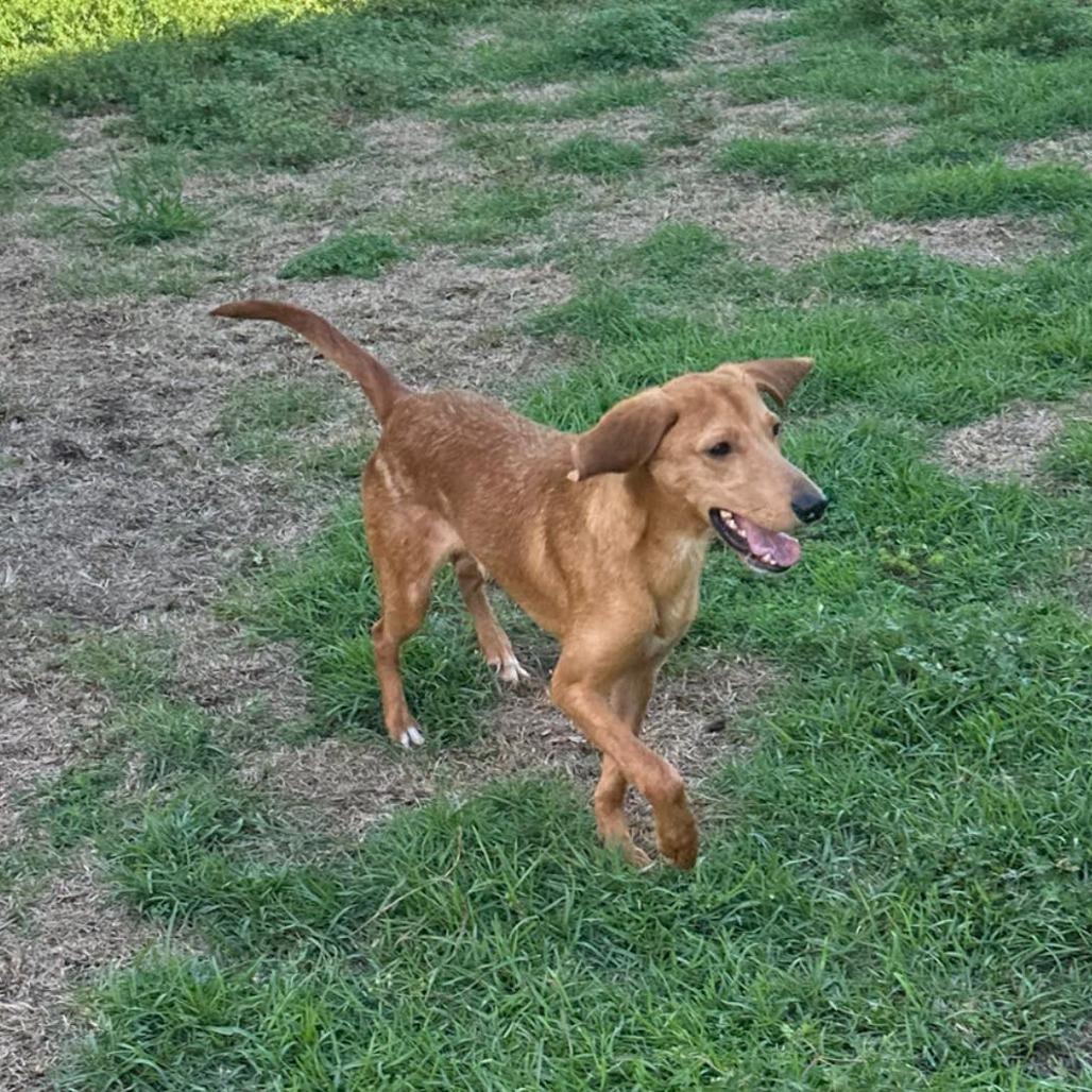 Enlarge Leonardo DiCaprio, a Adoptable Mixed Breed in Savannah, GA image 1/5