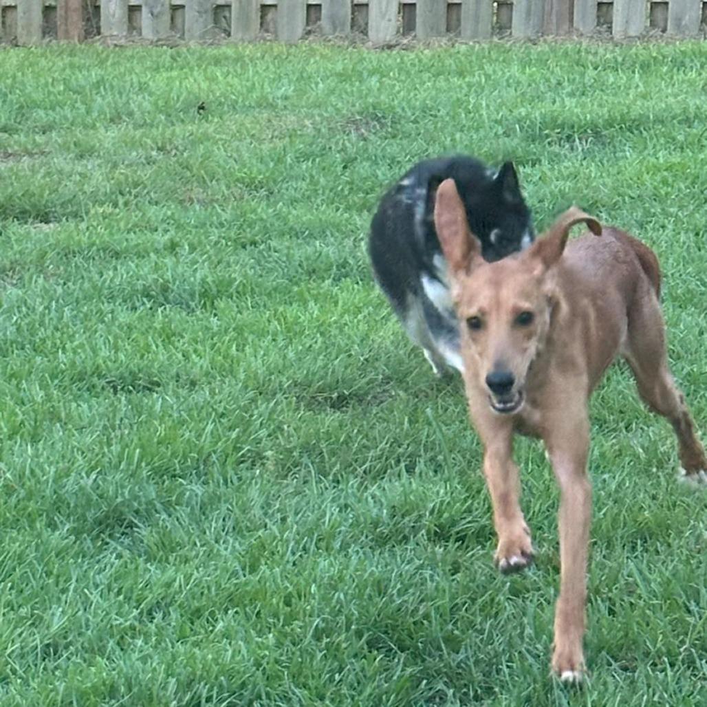 Enlarge Leonardo DiCaprio, a Adoptable Mixed Breed in Savannah, GA image 2/5