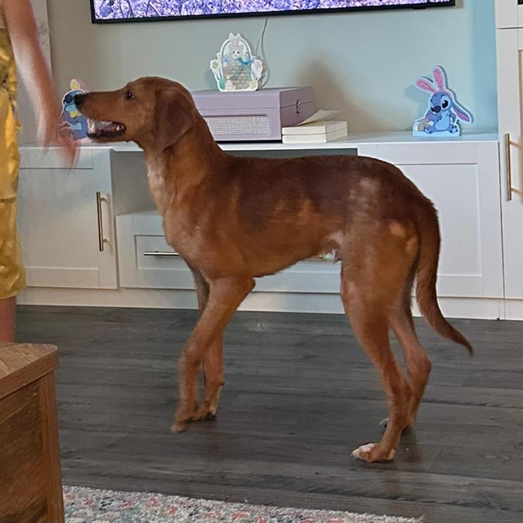 Enlarge Leonardo DiCaprio, a Adoptable Mixed Breed in Savannah, GA image 3/5