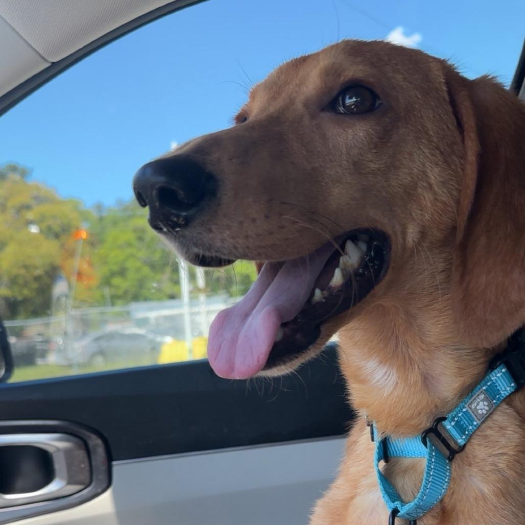 Enlarge Leonardo DiCaprio, a Adoptable Mixed Breed in Savannah, GA image 5/5