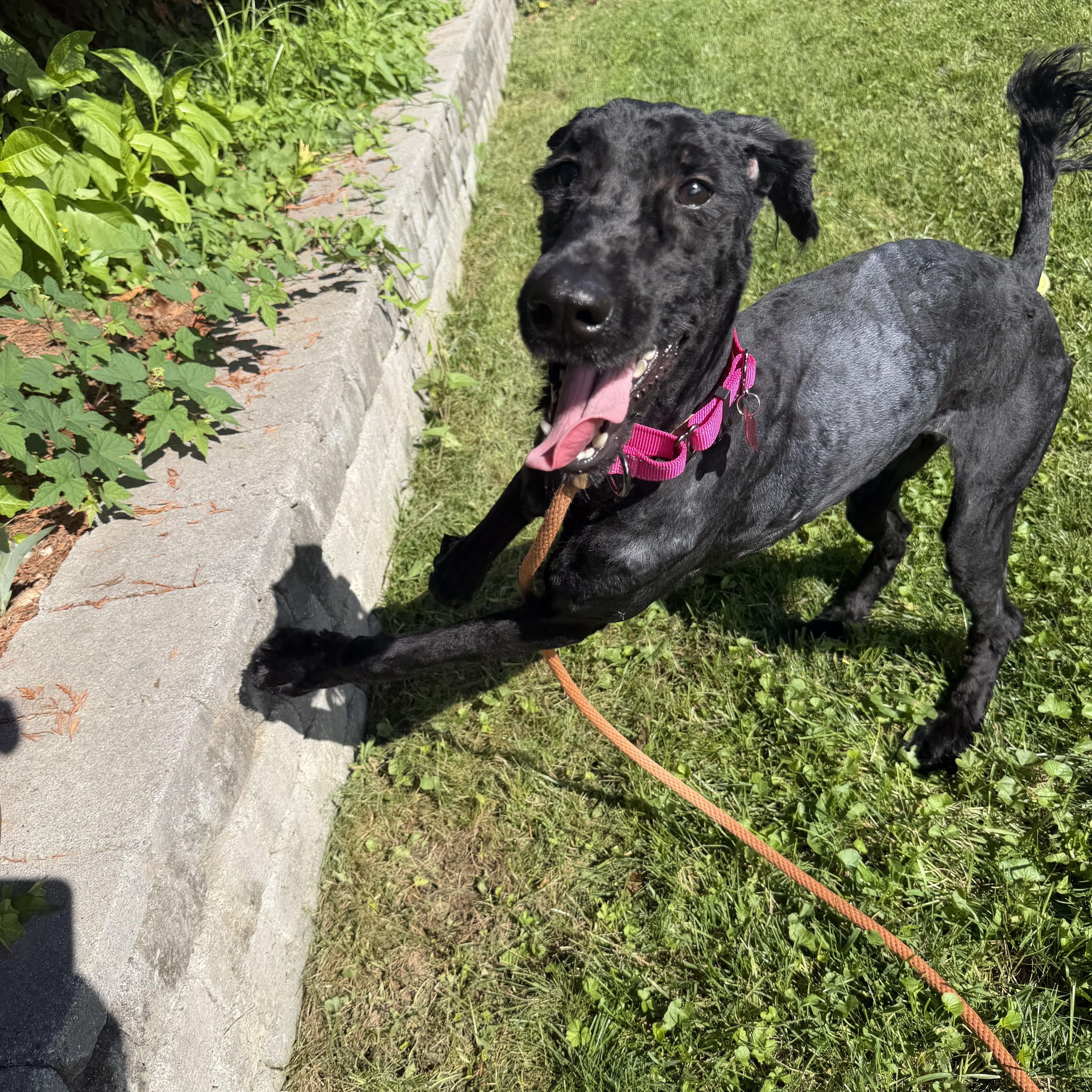 Raggedy Anna, a ADOPTABLE Giant Schnauzer in Stamford, CT image 4/6