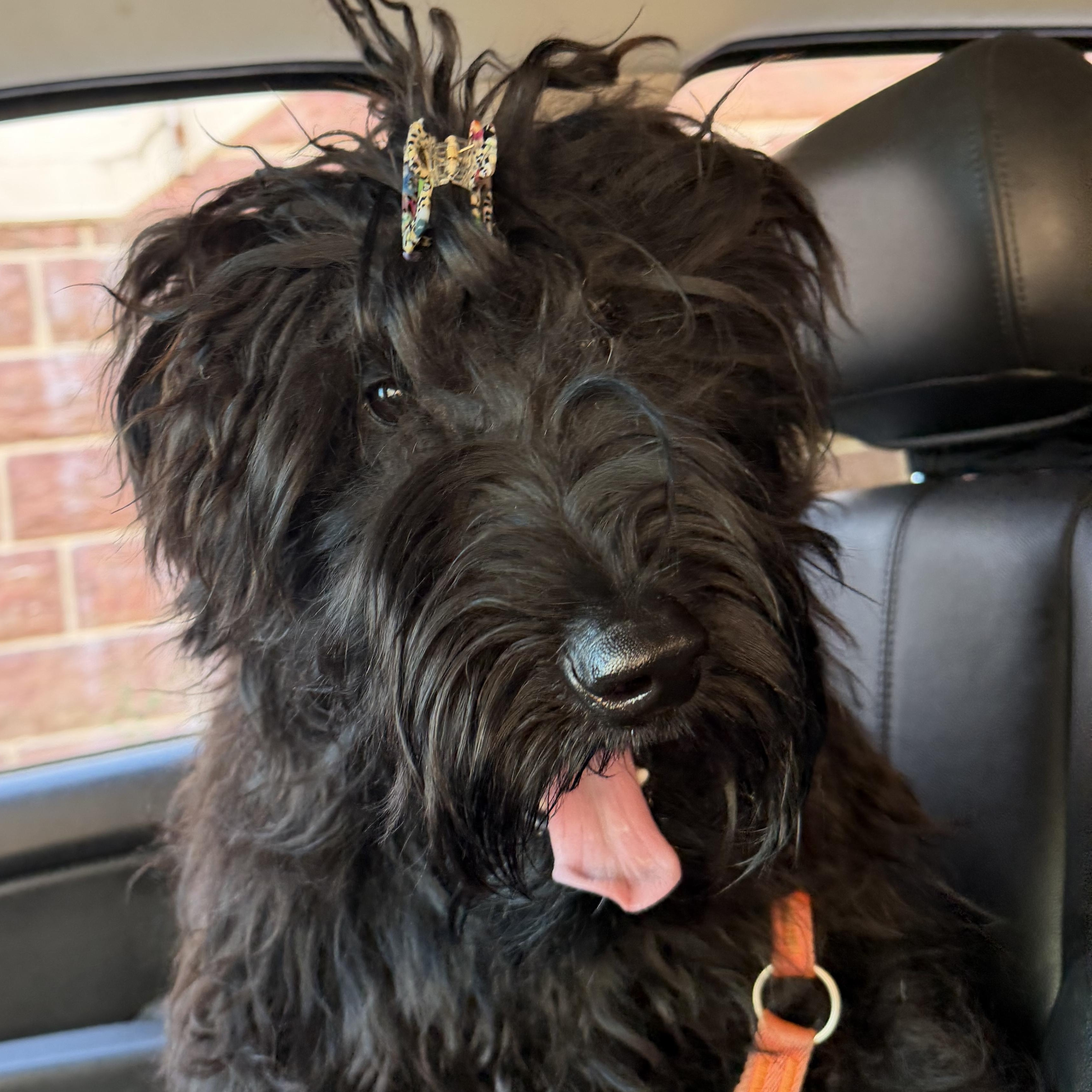 Raggedy Anna, a ADOPTABLE Giant Schnauzer in Stamford, CT image 1/6